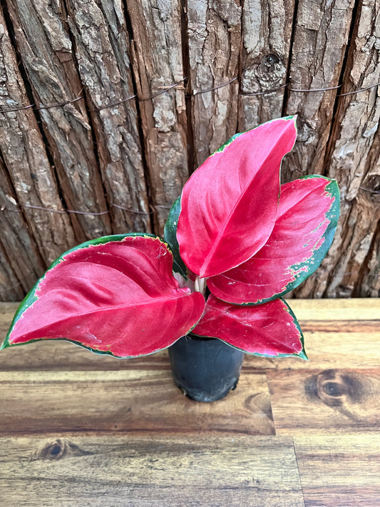 Aglaonema Thailand Red Ayu B236