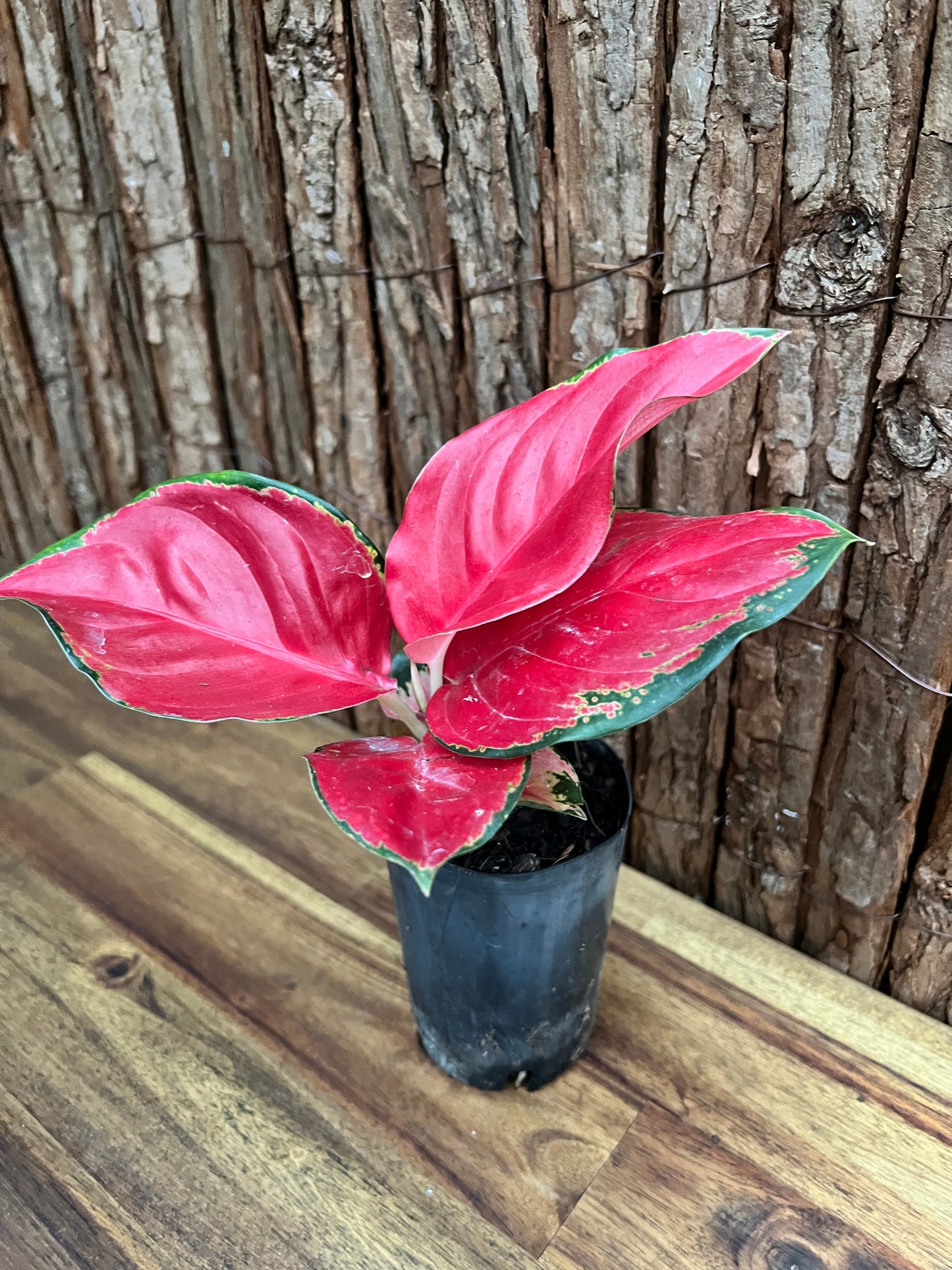 Aglaonema Thailand Red Ayu B236