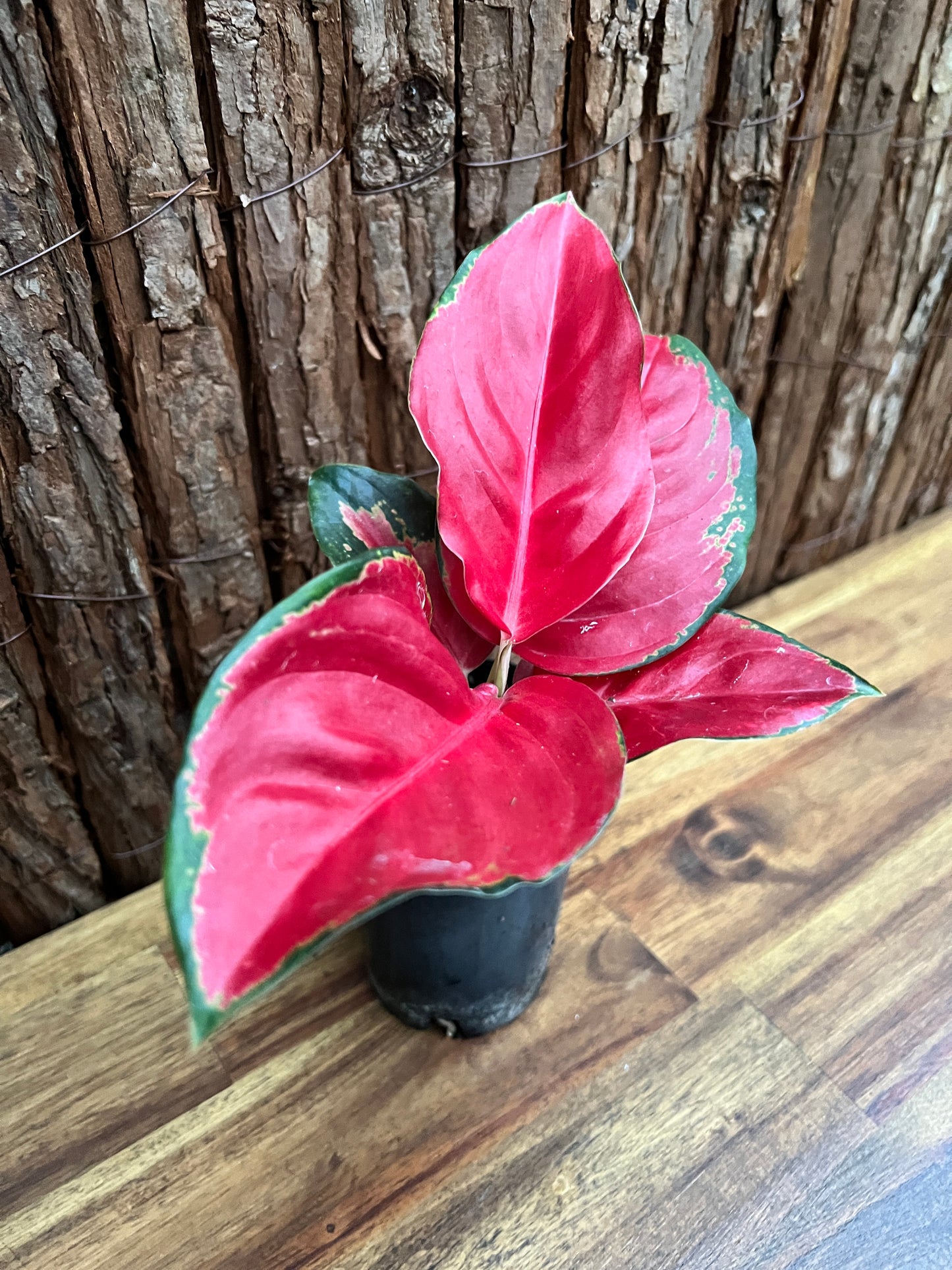 Aglaonema Thailand Red Ayu B236