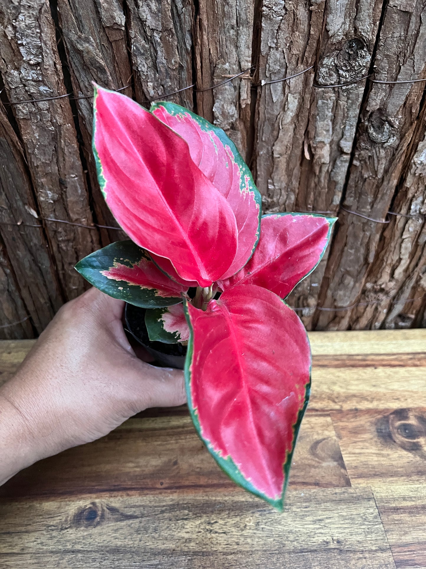 Aglaonema Thailand Red Ayu B236