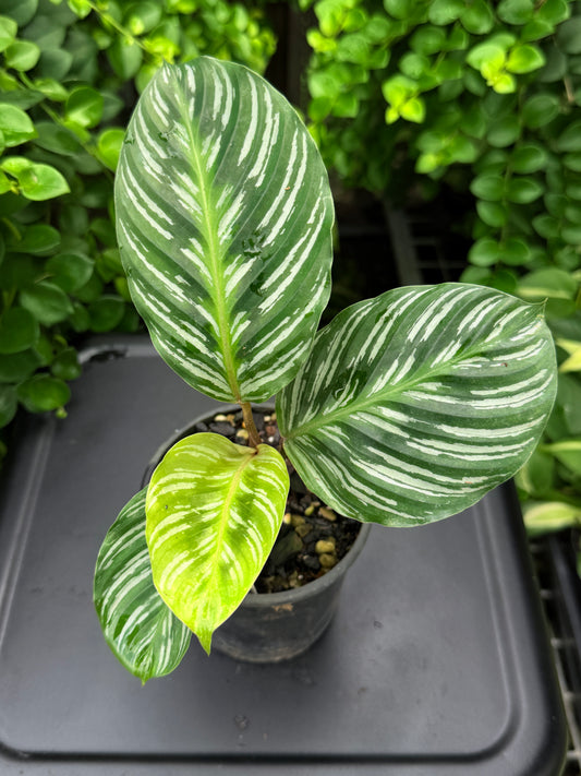 Calathea hieroglyphica I75