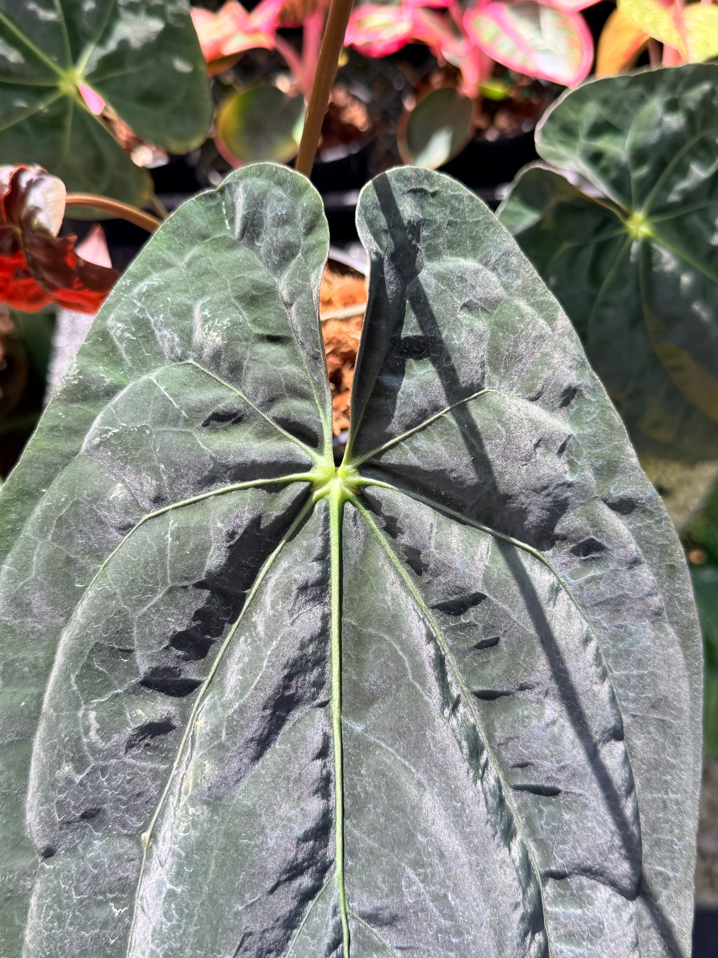 Anthurium  Papillilaminum x Dressleri (JS) x  Papillilaminum x Dressleri (Round) MATURE in 140mm Pot  O16