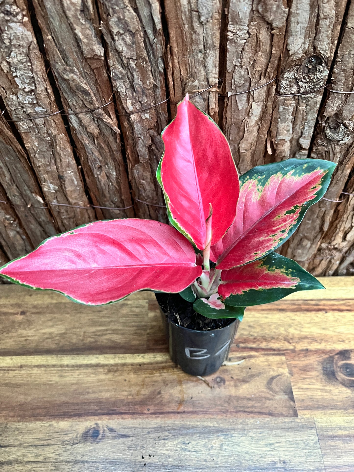 Aglaonema Thailand Red Ayu B237