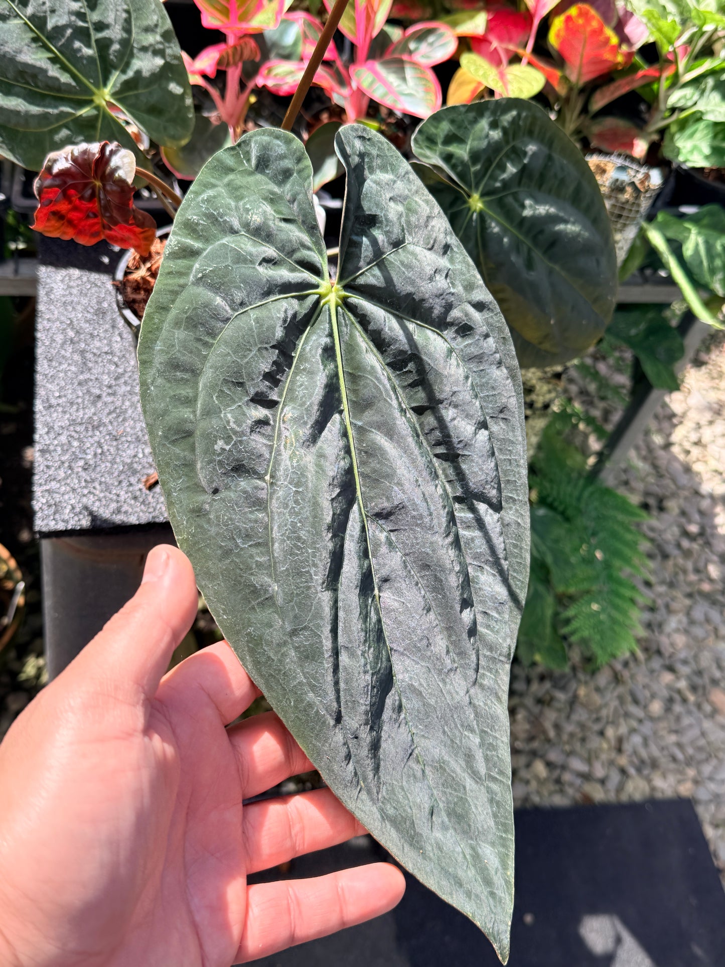 Anthurium  Papillilaminum x Dressleri (JS) x  Papillilaminum x Dressleri (Round) MATURE in 140mm Pot  O16