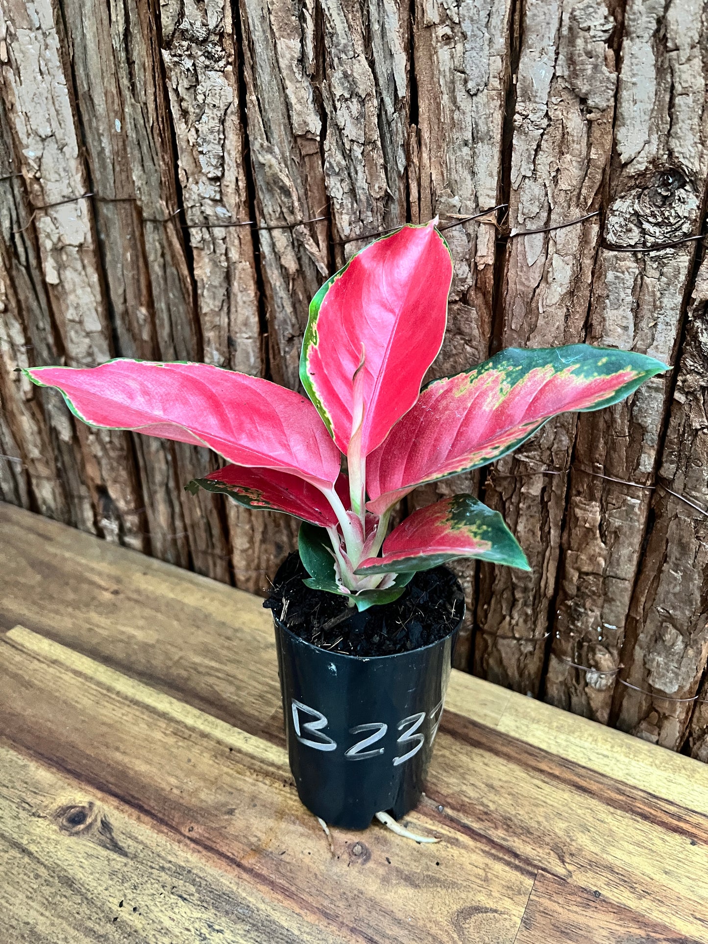 Aglaonema Thailand Red Ayu B237