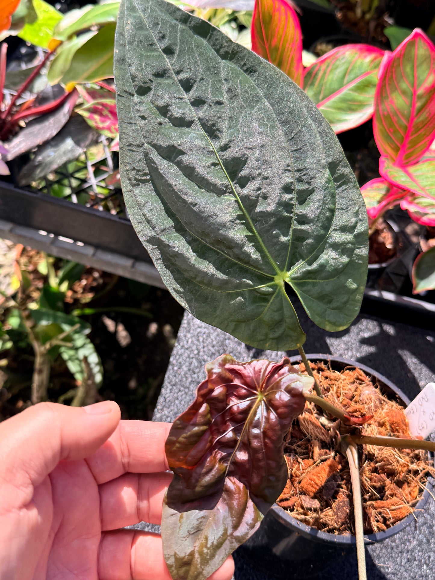 Anthurium  Papillilaminum x Dressleri (JS) x  Papillilaminum x Dressleri (Round) MATURE in 140mm Pot  O16