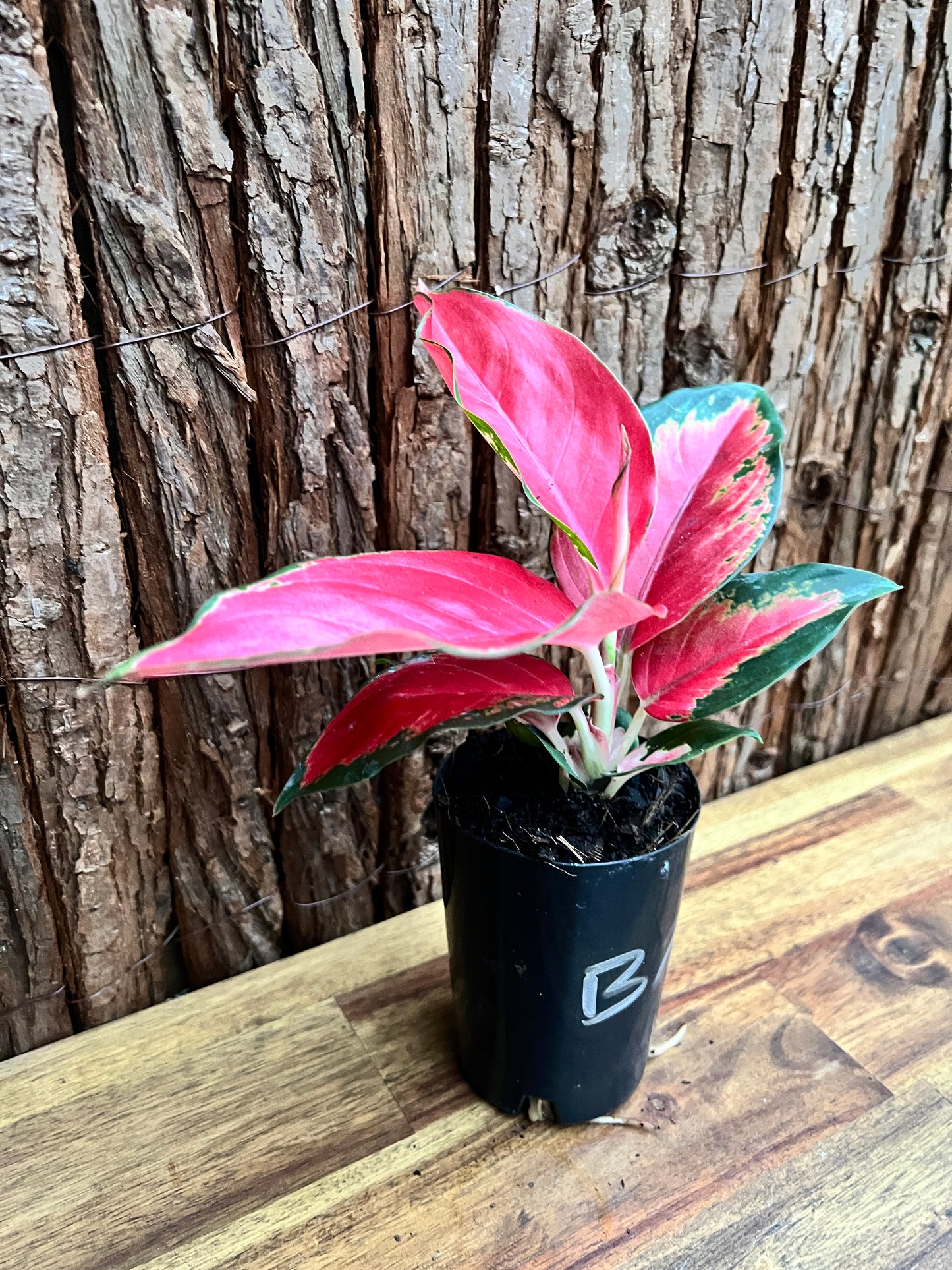 Aglaonema Thailand Red Ayu B237