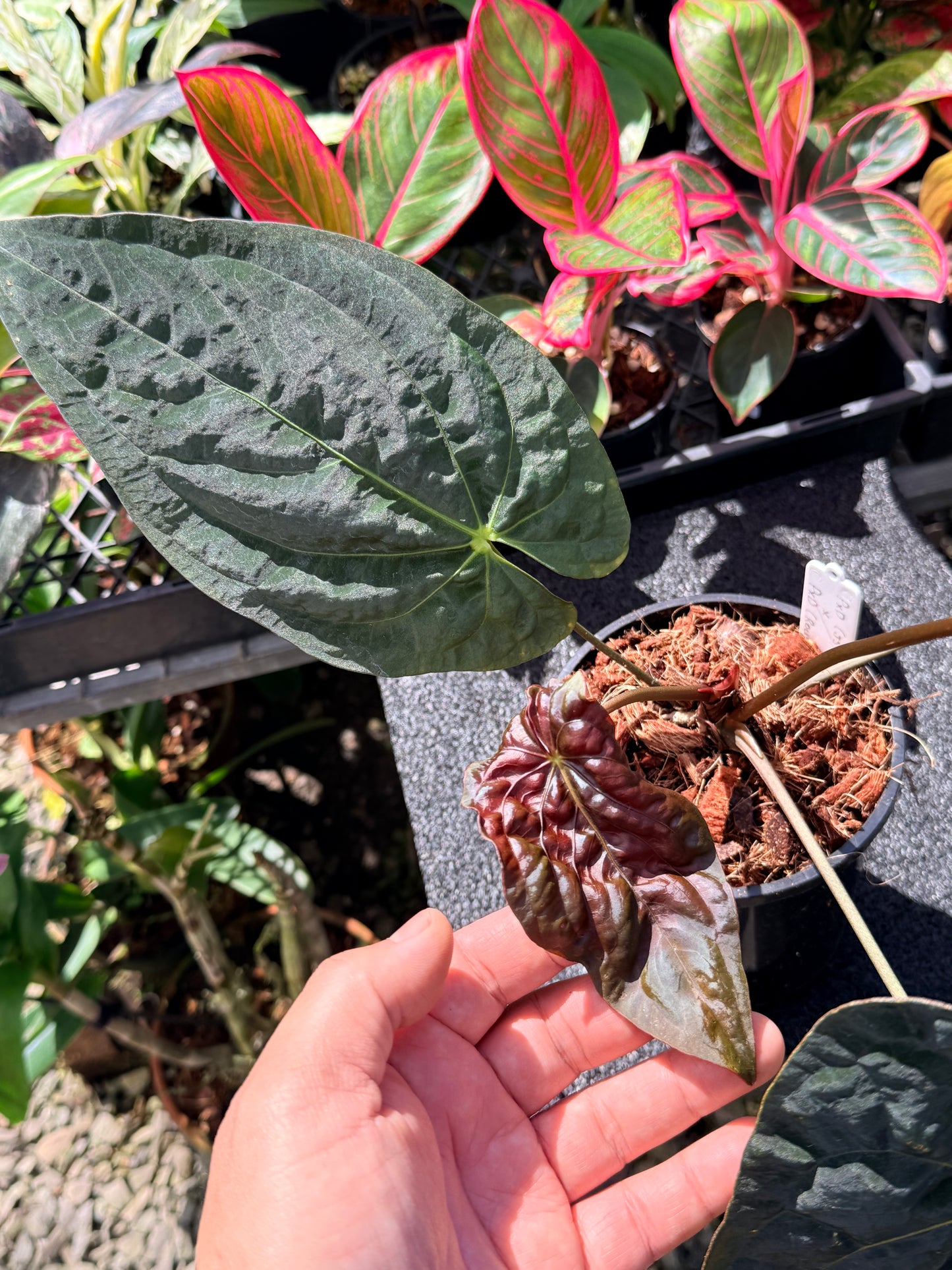 Anthurium  Papillilaminum x Dressleri (JS) x  Papillilaminum x Dressleri (Round) MATURE in 140mm Pot  O16
