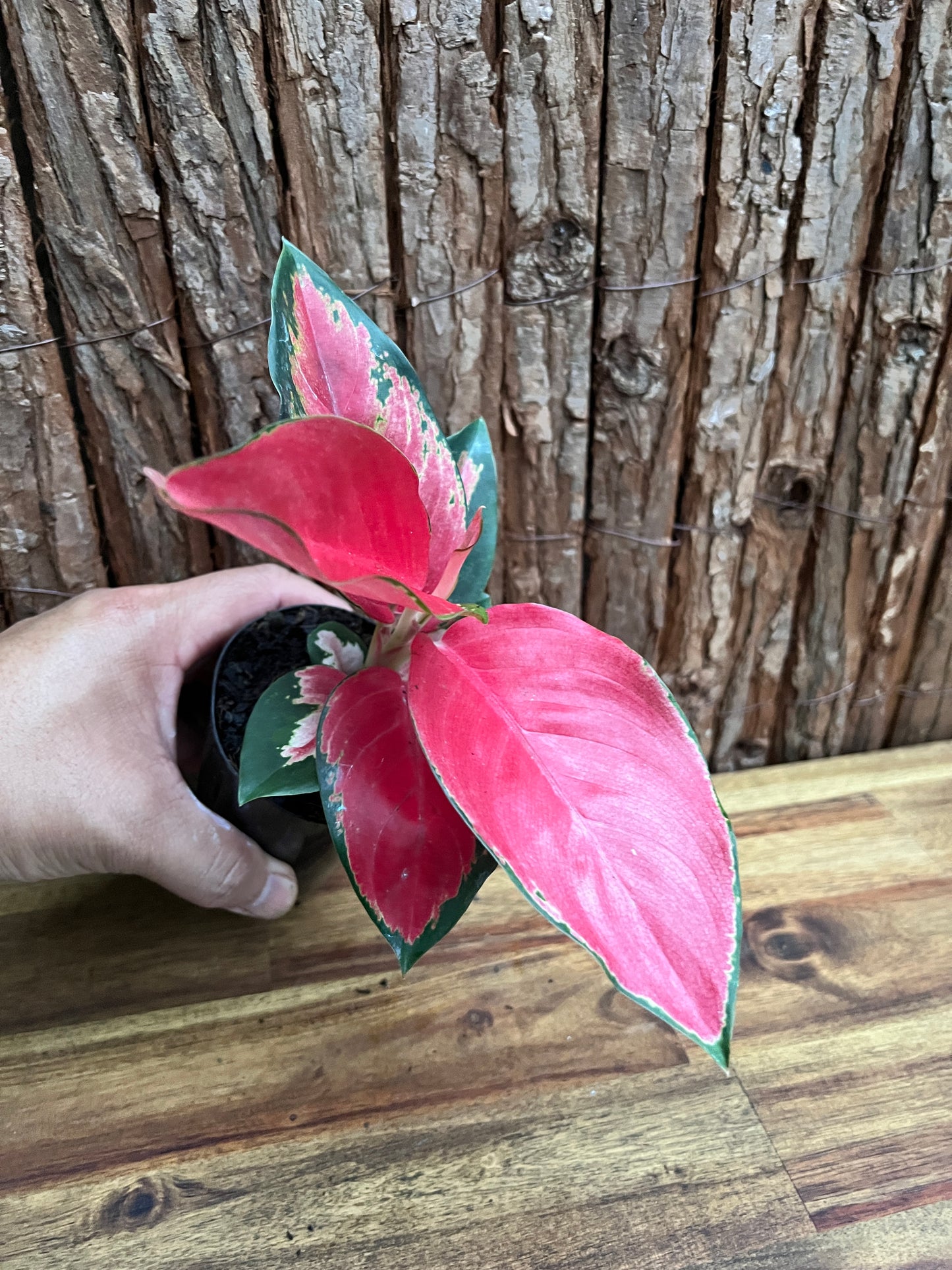 Aglaonema Thailand Red Ayu B237