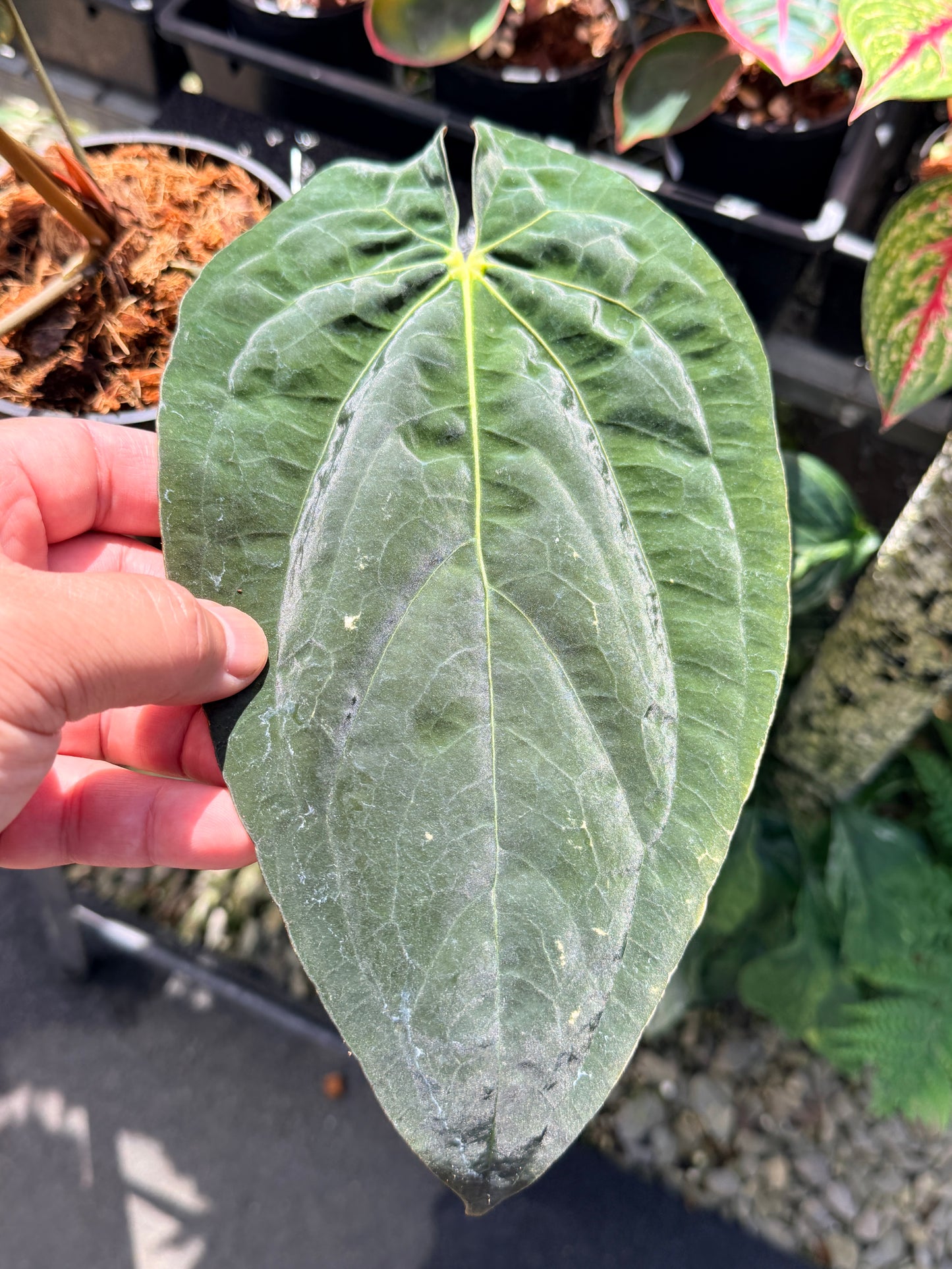 Anthurium  Papillilaminum x Dressleri (JS) x  Papillilaminum x Dressleri (Round) MATURE in 140mm Pot  O16