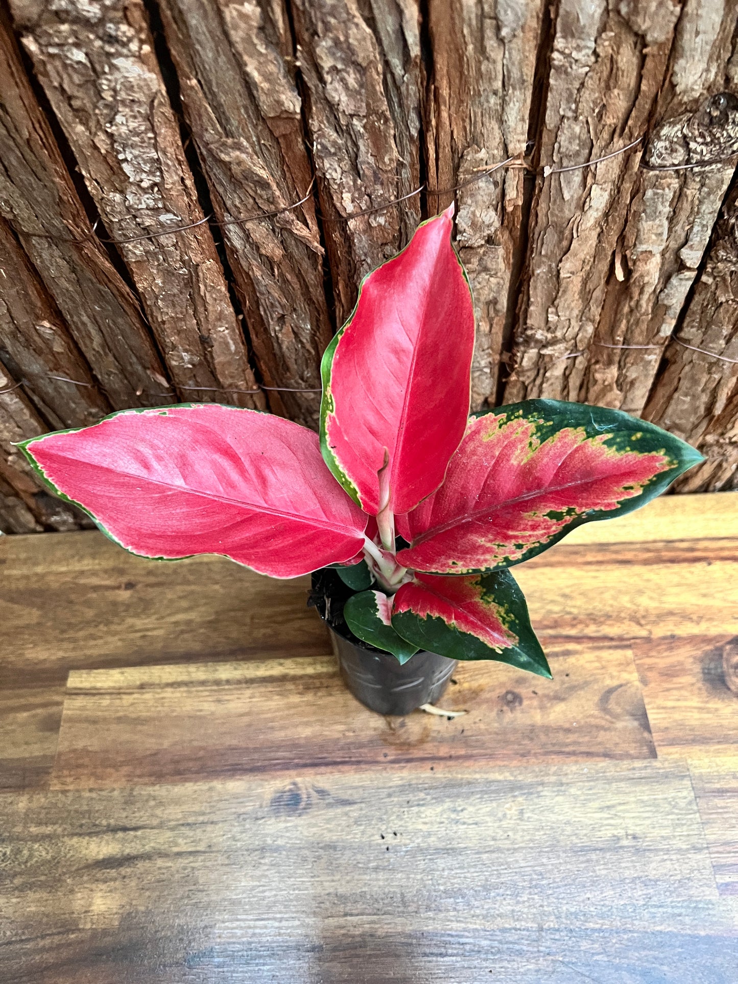 Aglaonema Thailand Red Ayu B237