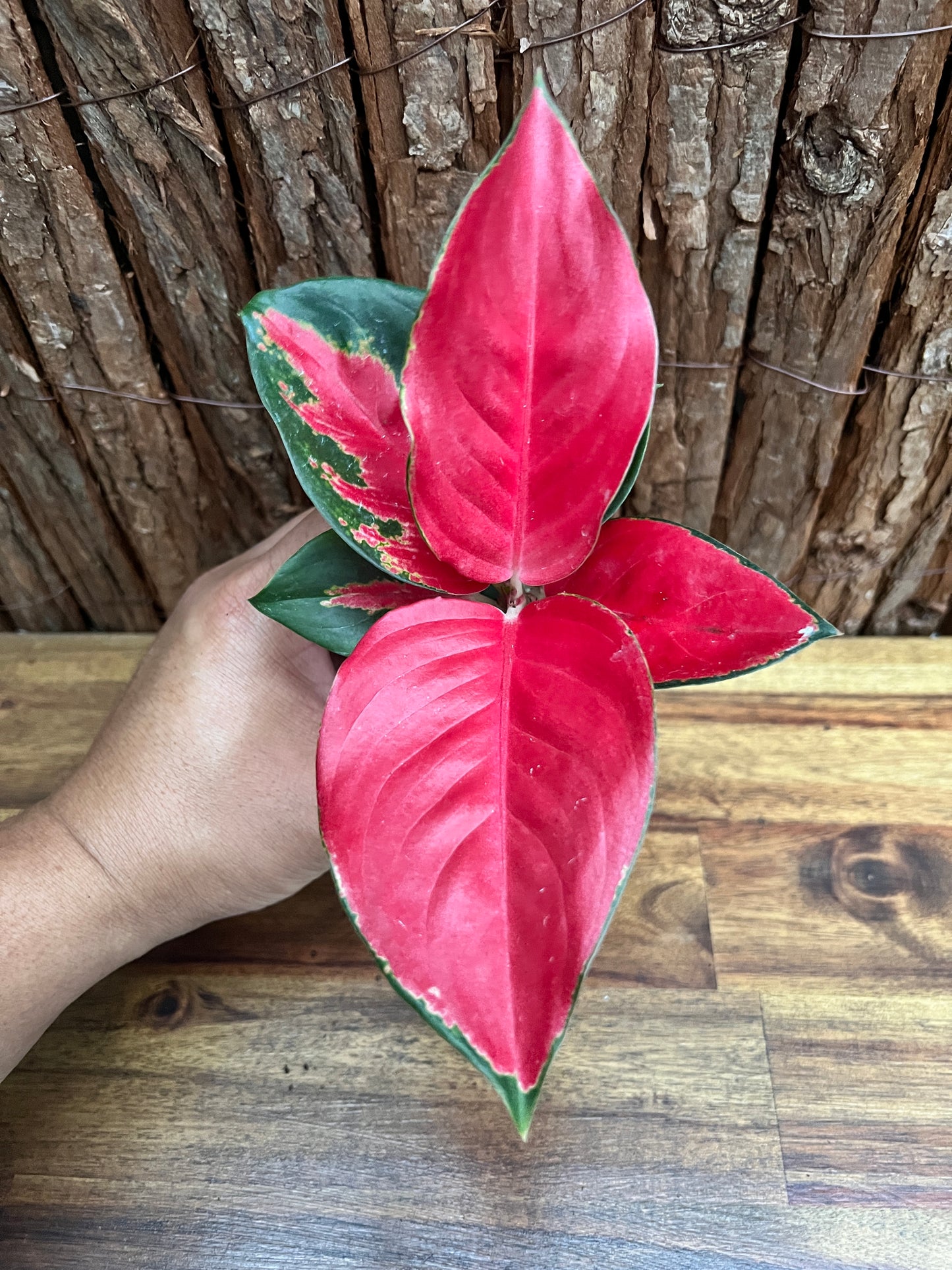 Aglaonema Thailand Red Ayu B238