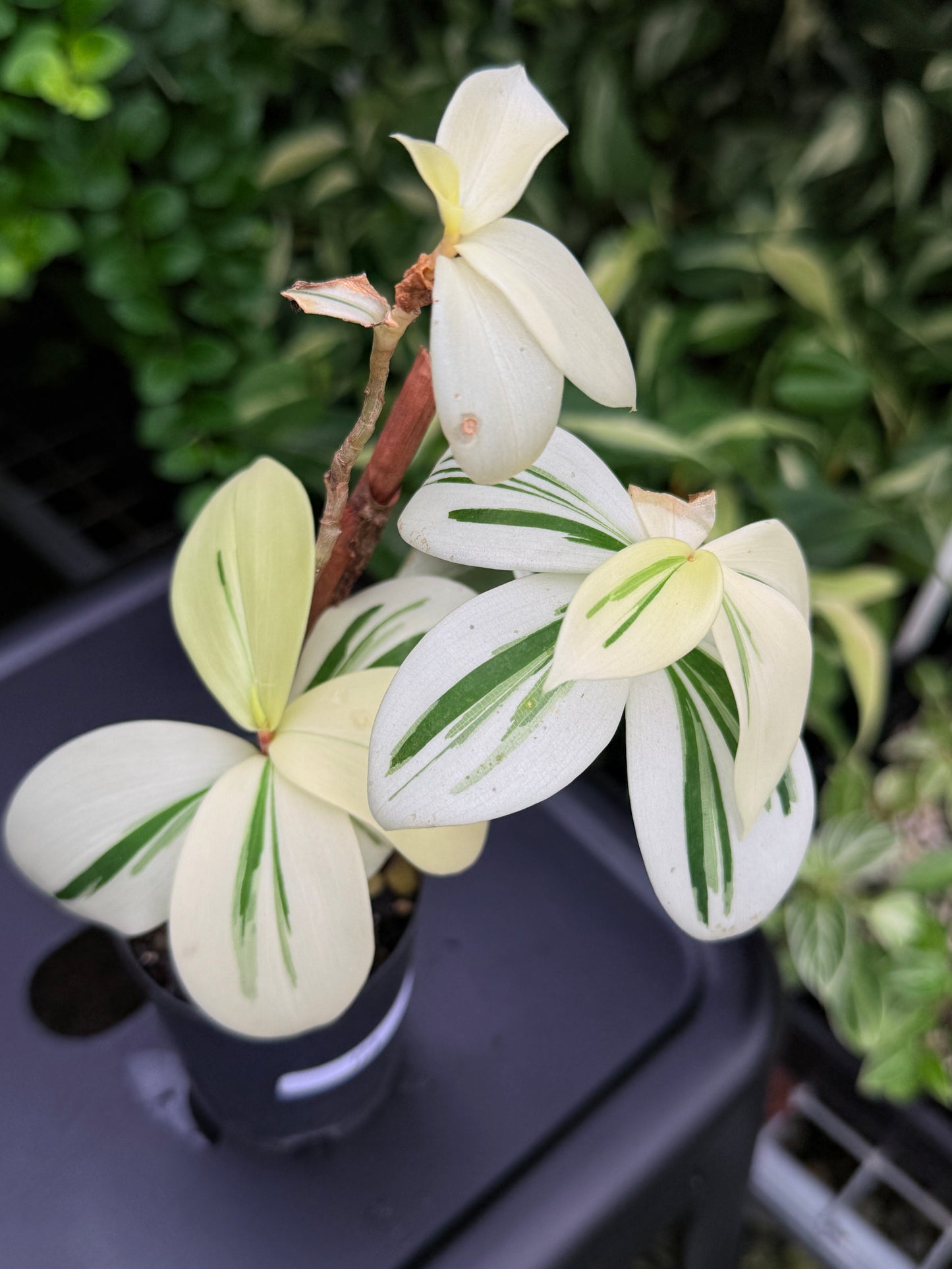 Costos arabicus variegata aka 'Variegated Spiral Ginger' I74