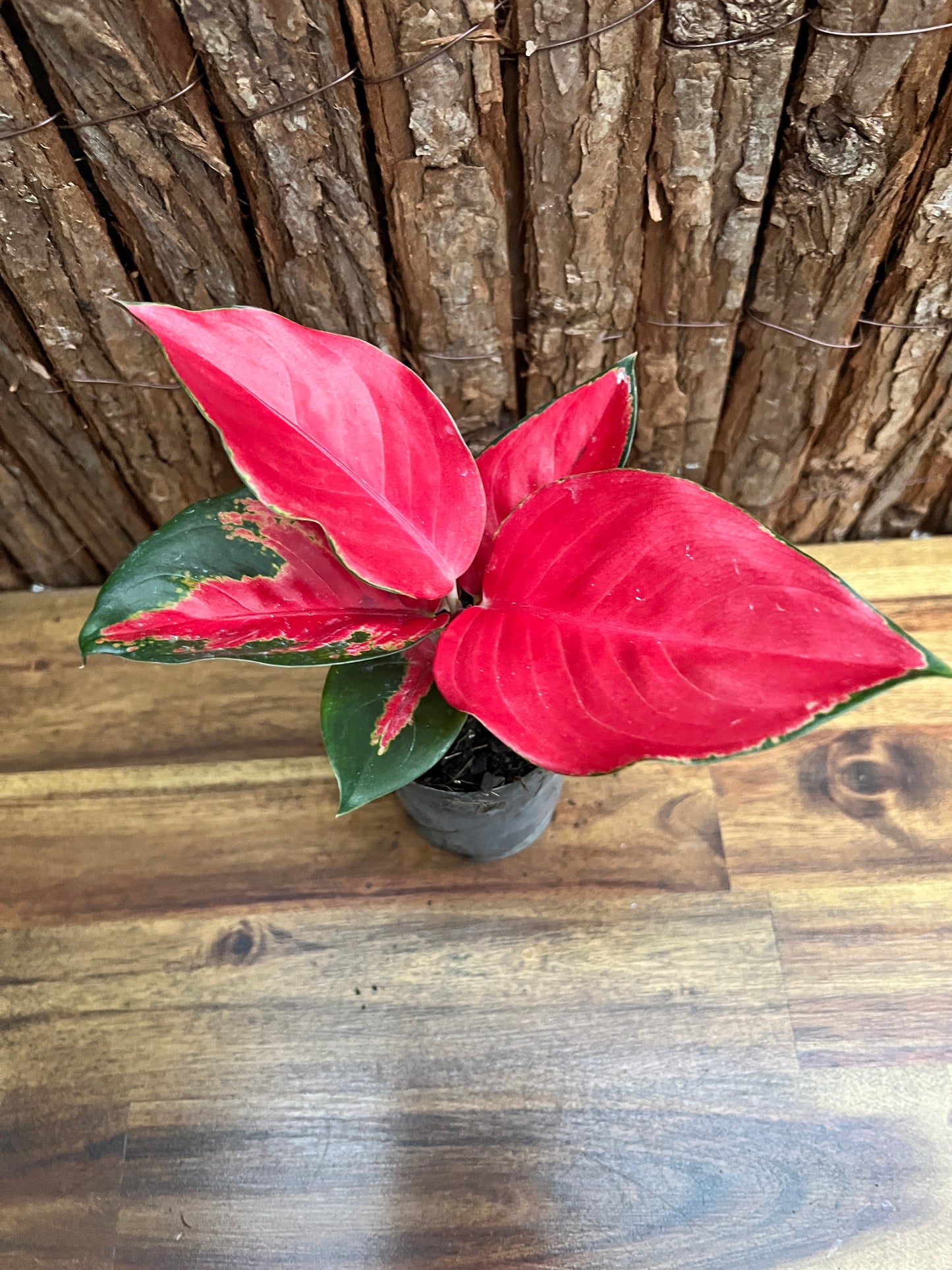 Aglaonema Thailand Red Ayu B238