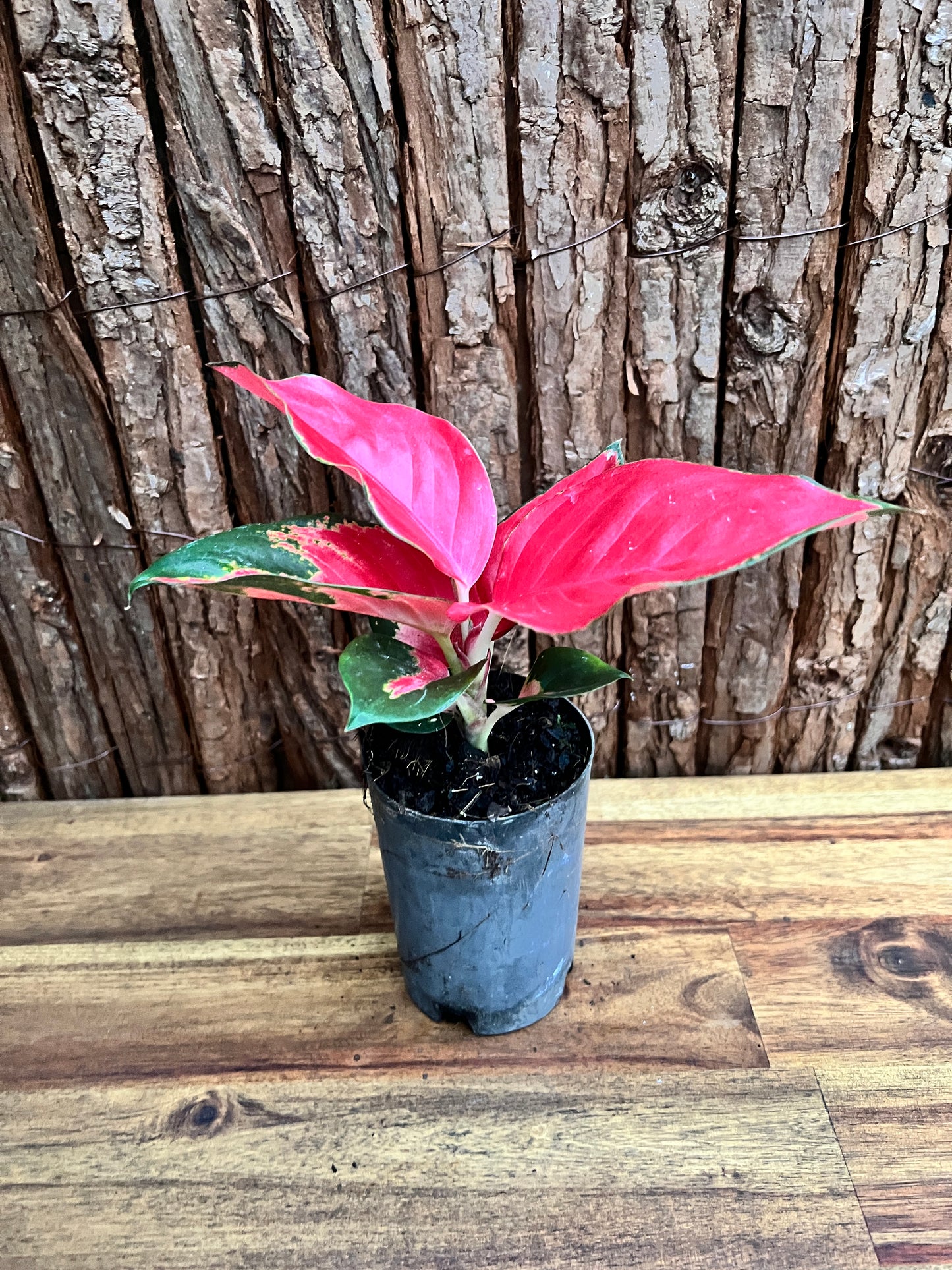 Aglaonema Thailand Red Ayu B238