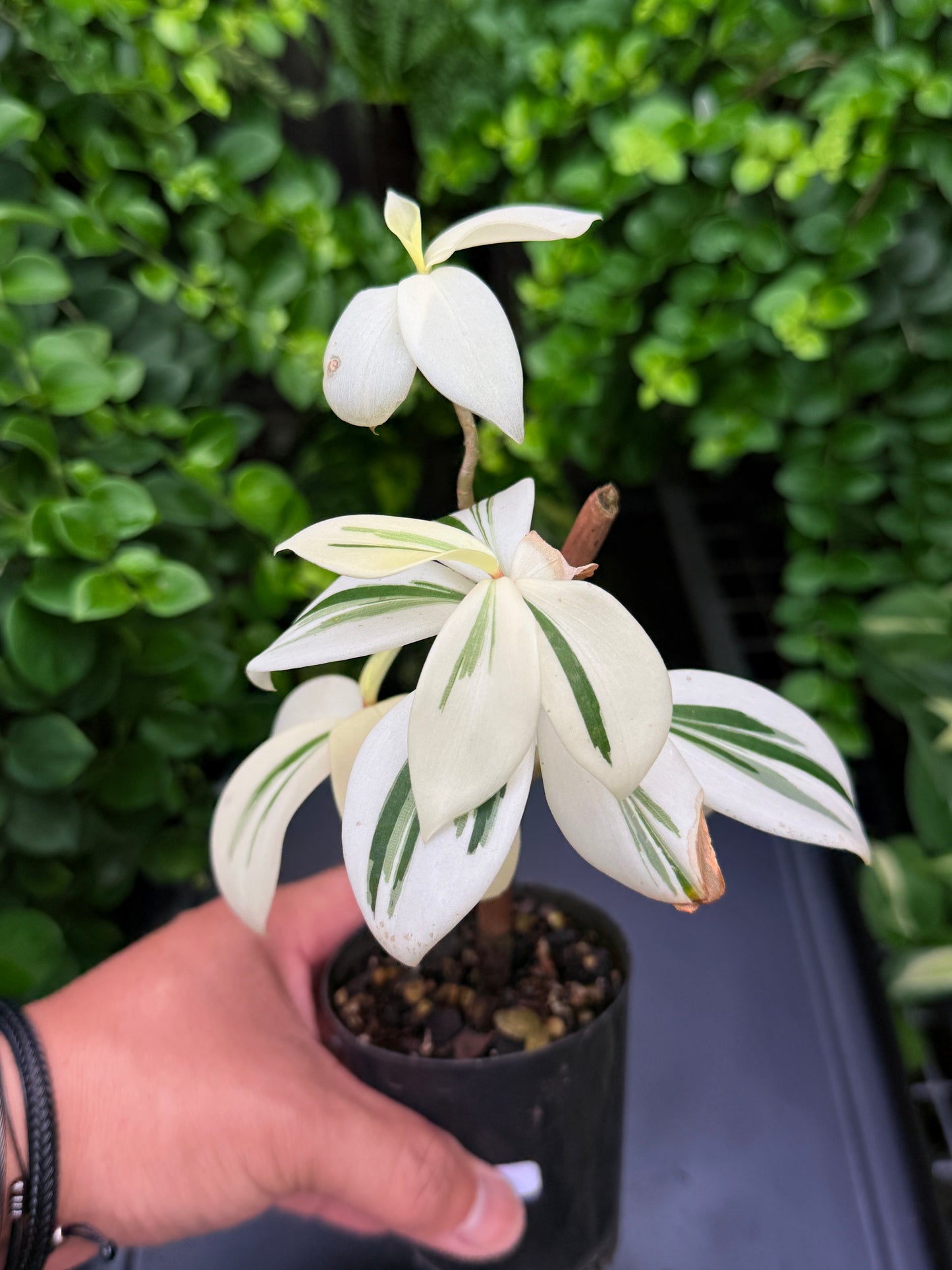 Costos arabicus variegata aka 'Variegated Spiral Ginger' I74