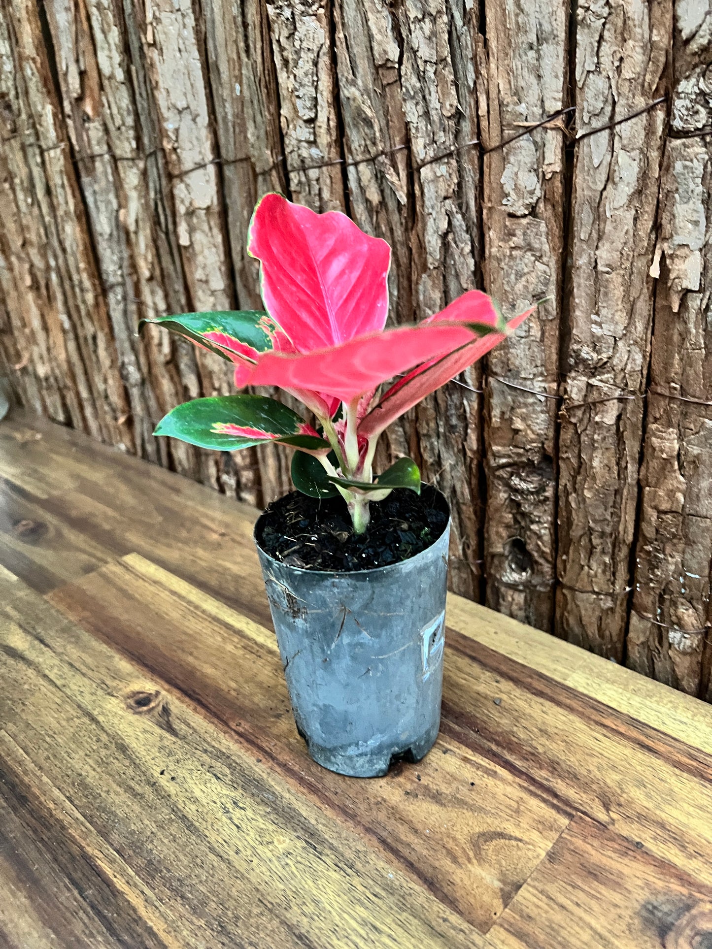 Aglaonema Thailand Red Ayu B238