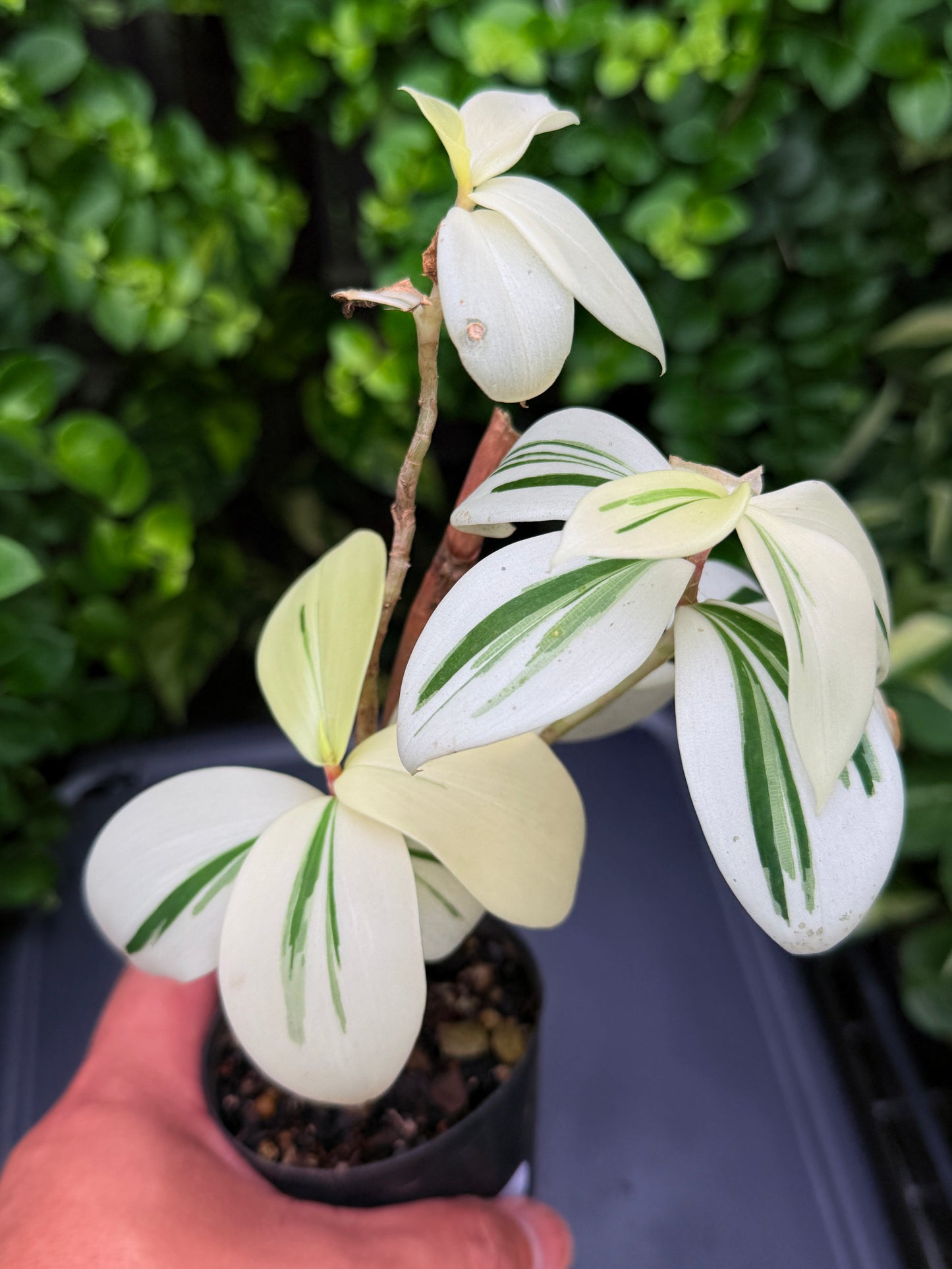 Costos arabicus variegata aka 'Variegated Spiral Ginger' I74