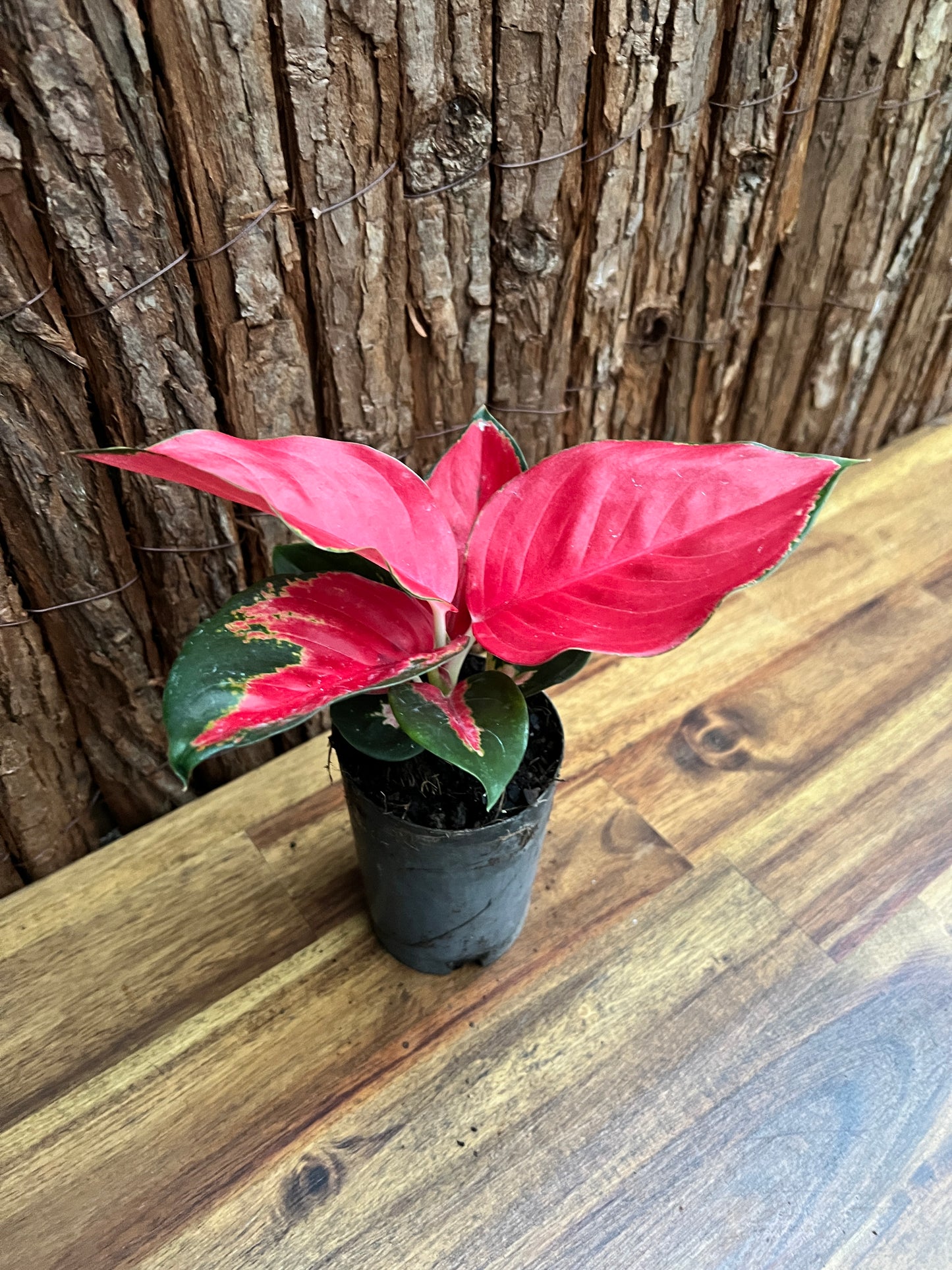 Aglaonema Thailand Red Ayu B238