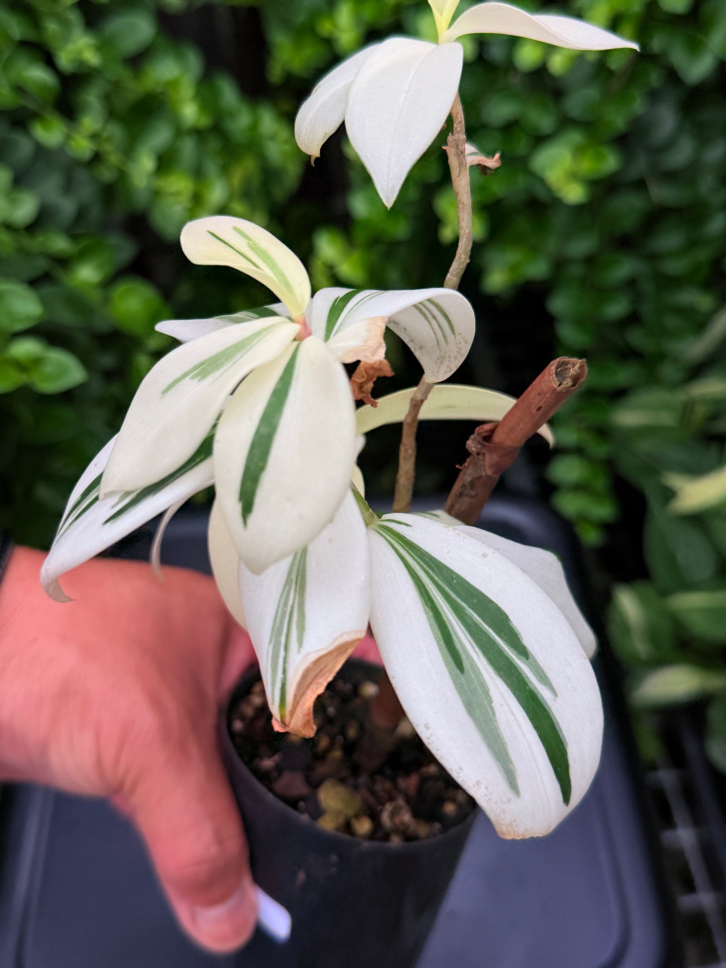 Costos arabicus variegata aka 'Variegated Spiral Ginger' I74
