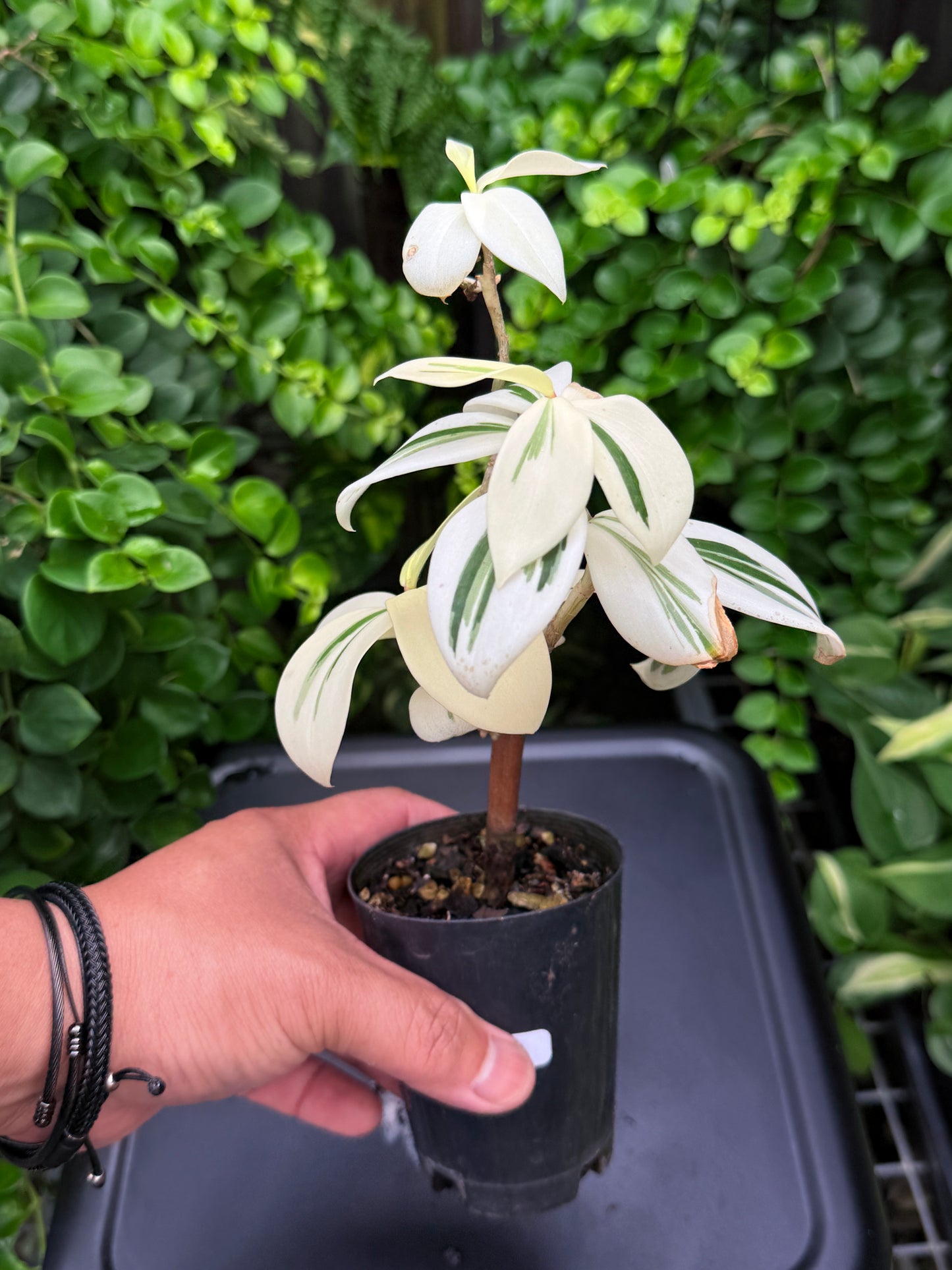 Costos arabicus variegata aka 'Variegated Spiral Ginger' I74
