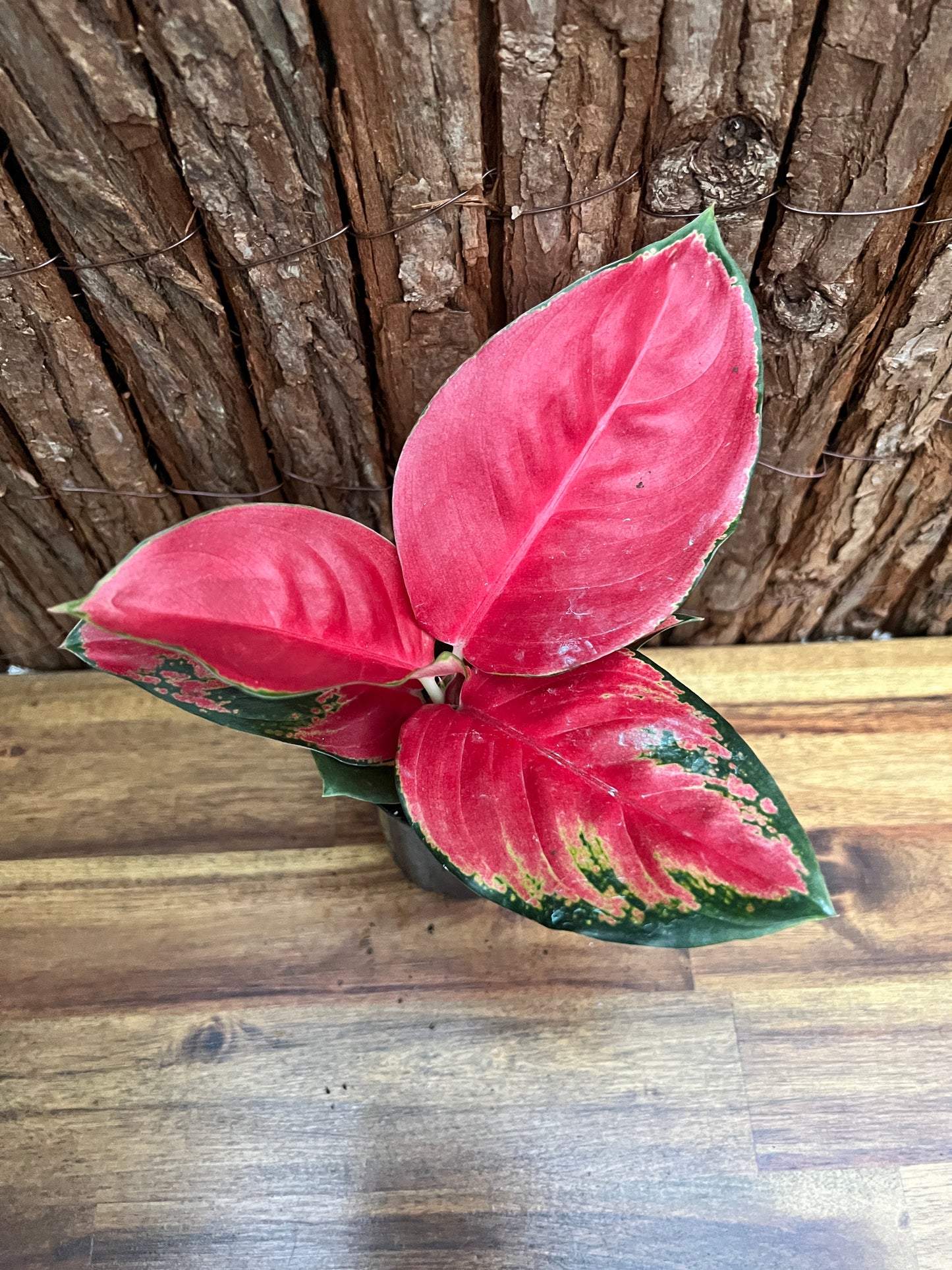 Aglaonema Thailand Red Ayu B239