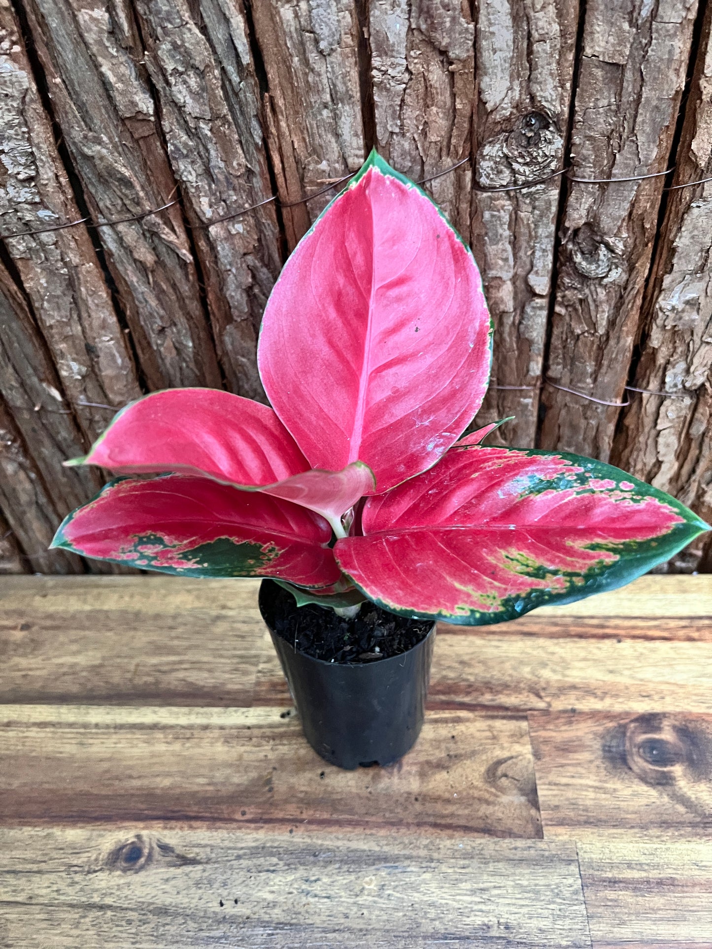 Aglaonema Thailand Red Ayu B239