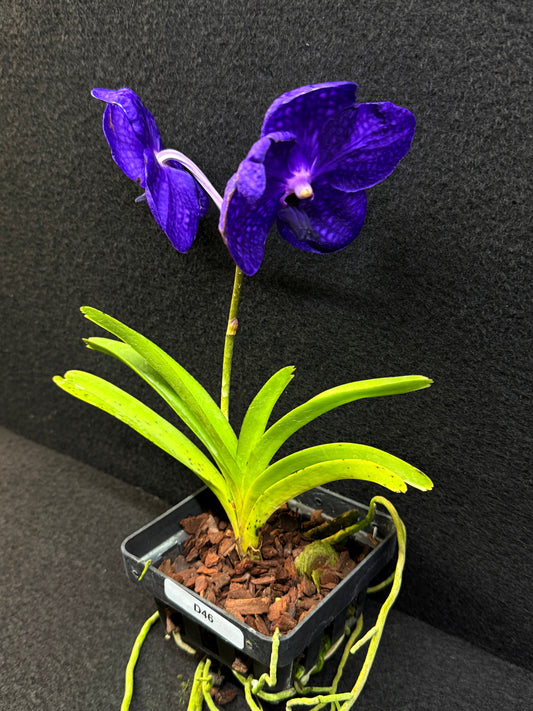 Vanda Orchid - Pachara Delight D46