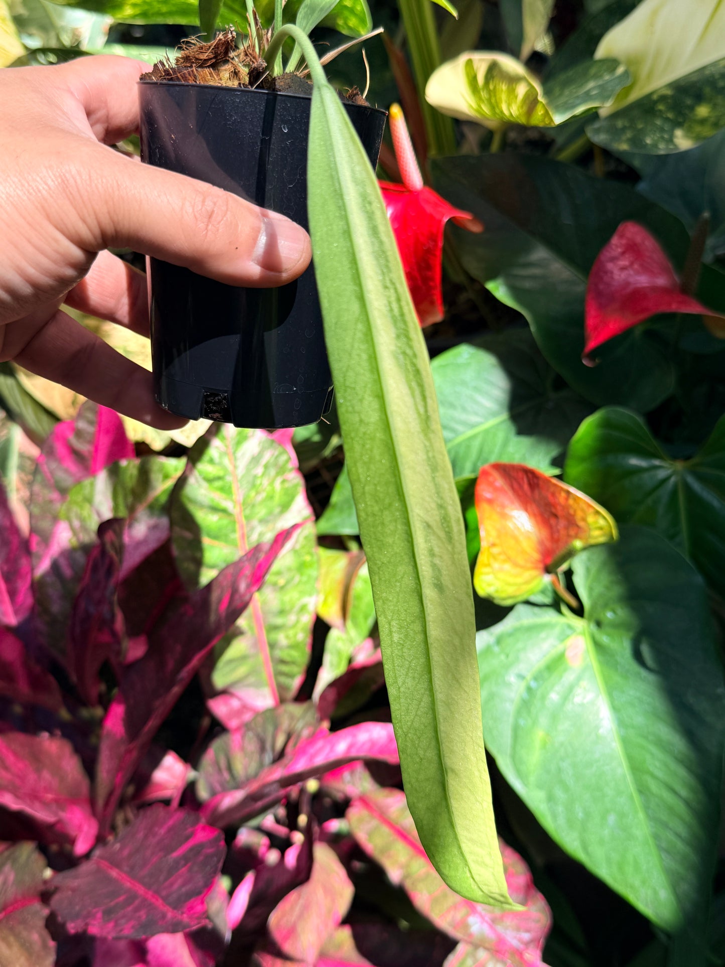 Anthurium 'Vittariifolium Variegata' O1