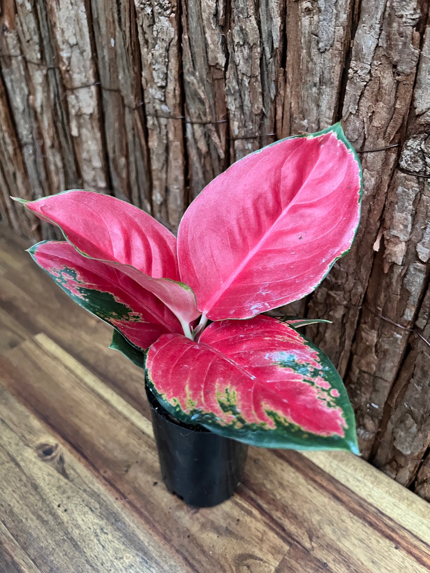 Aglaonema Thailand Red Ayu B239