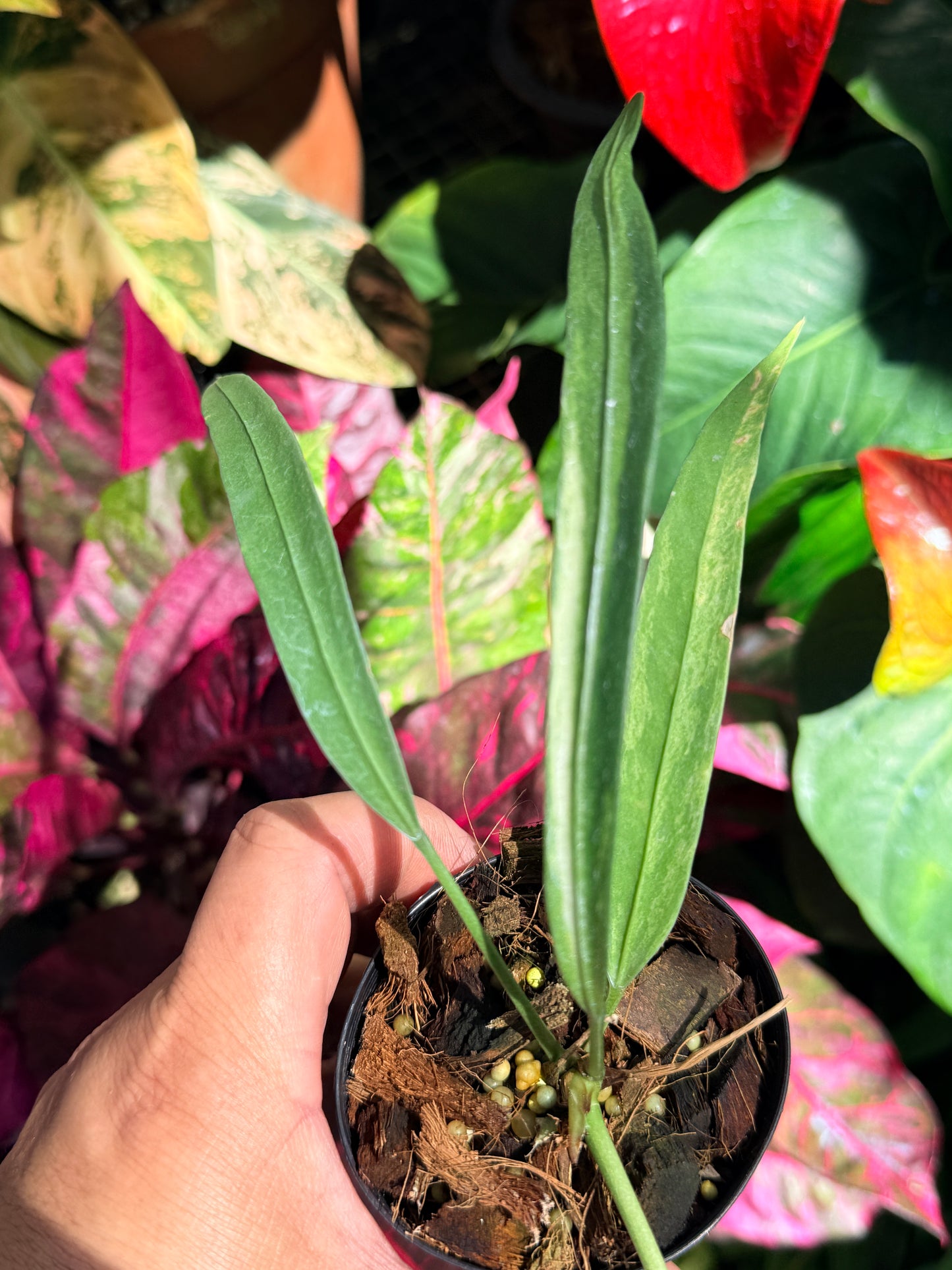 Anthurium 'Vittariifolium Variegata' O1