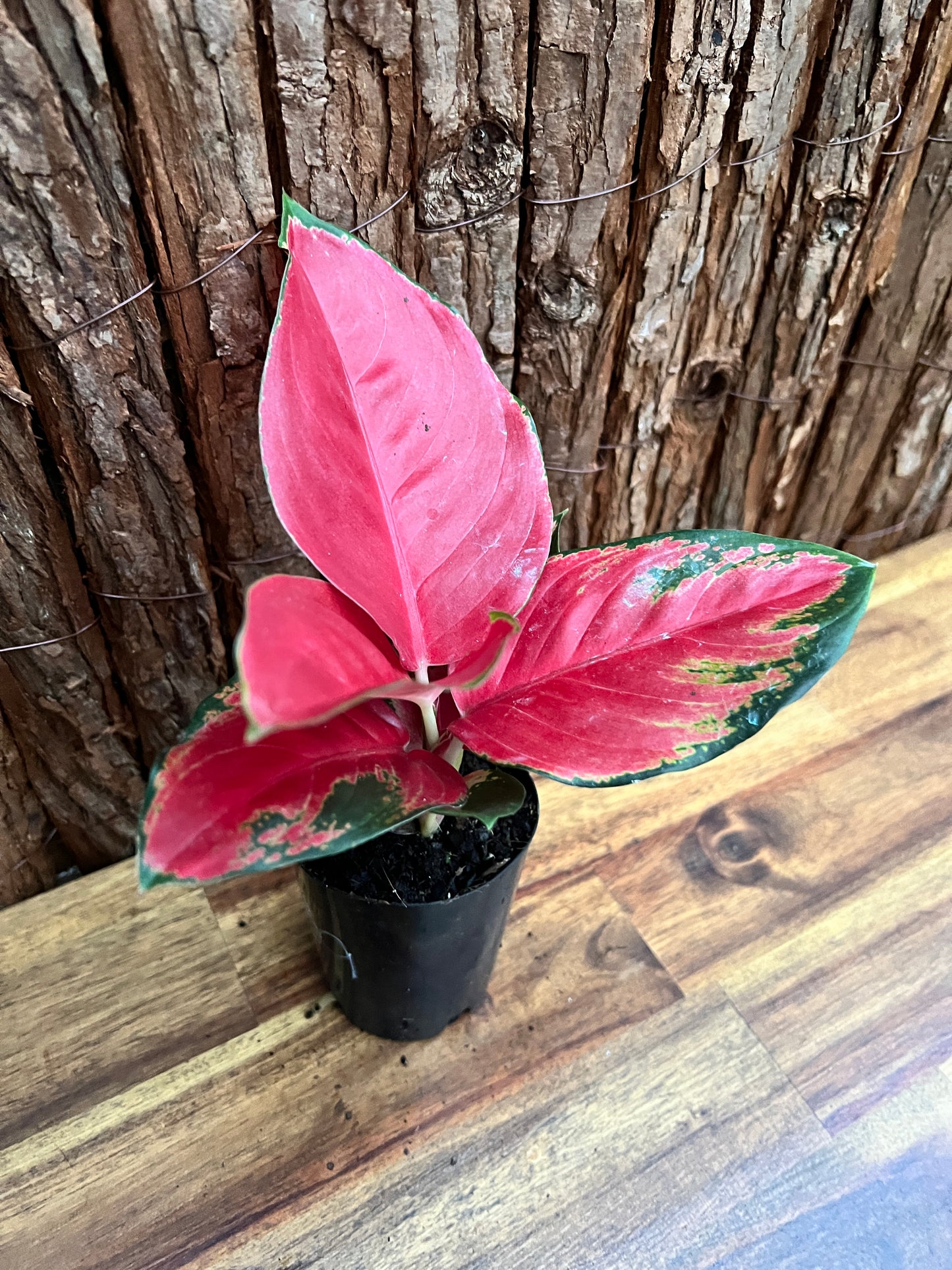 Aglaonema Thailand Red Ayu B239