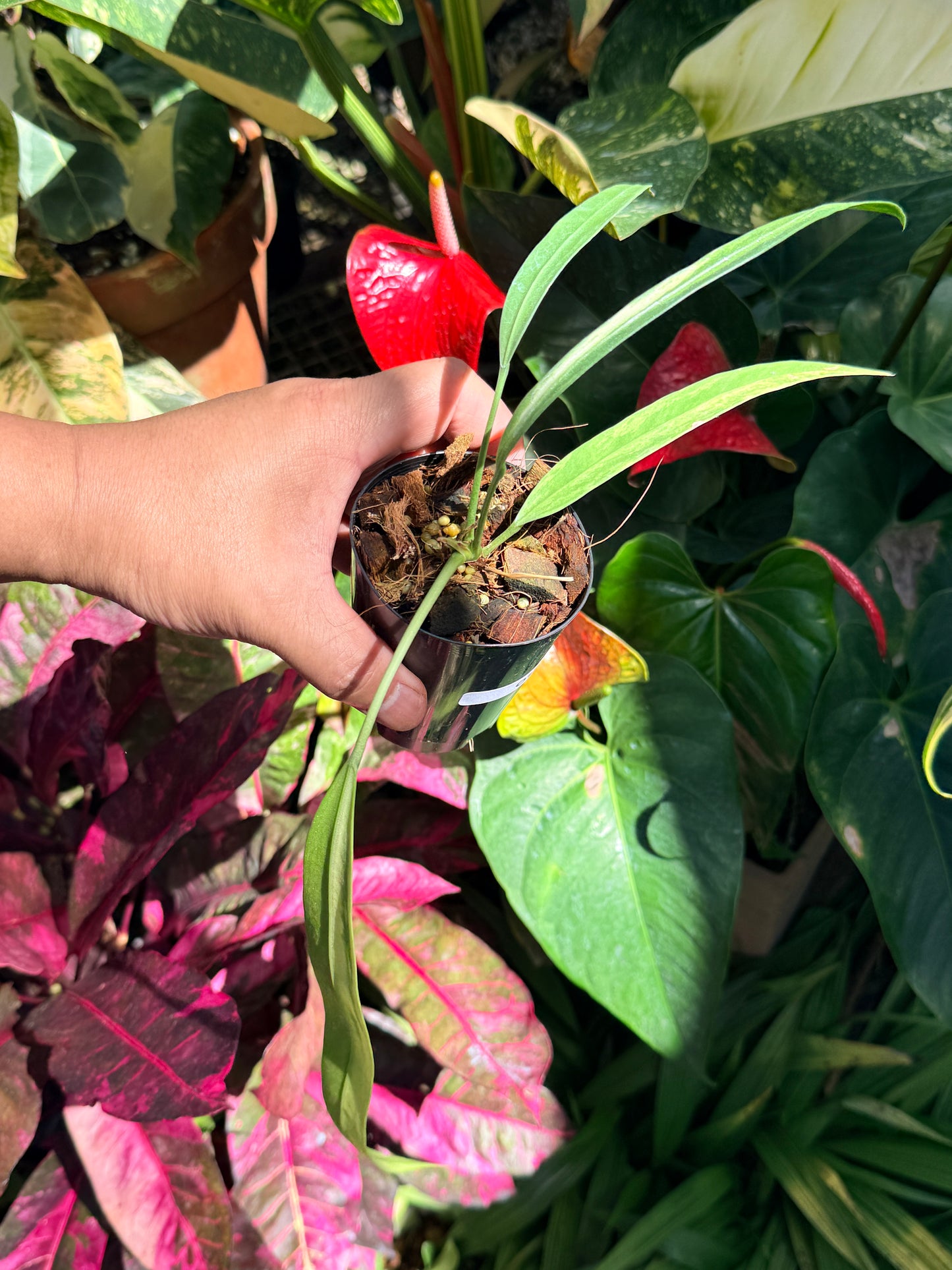 Anthurium 'Vittariifolium Variegata' O1