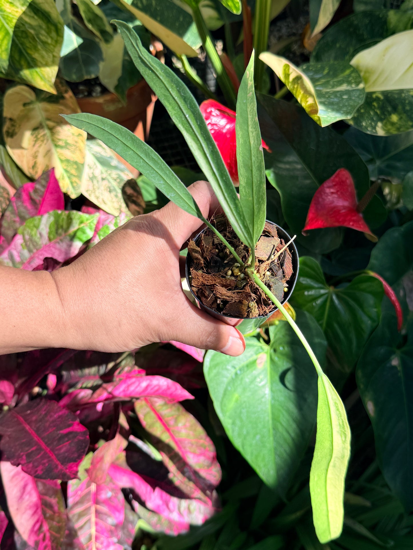 Anthurium 'Vittariifolium Variegata' O1