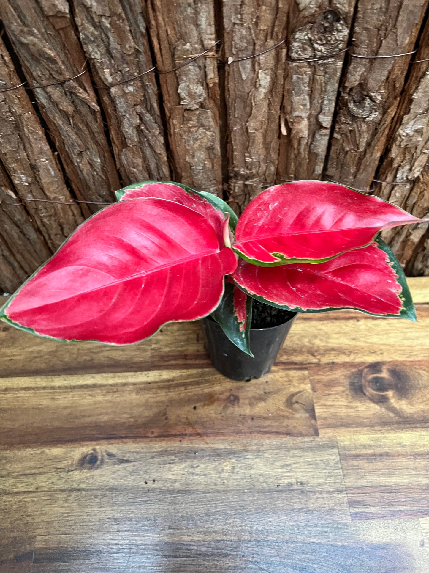 Aglaonema Thailand Red Ayu B240