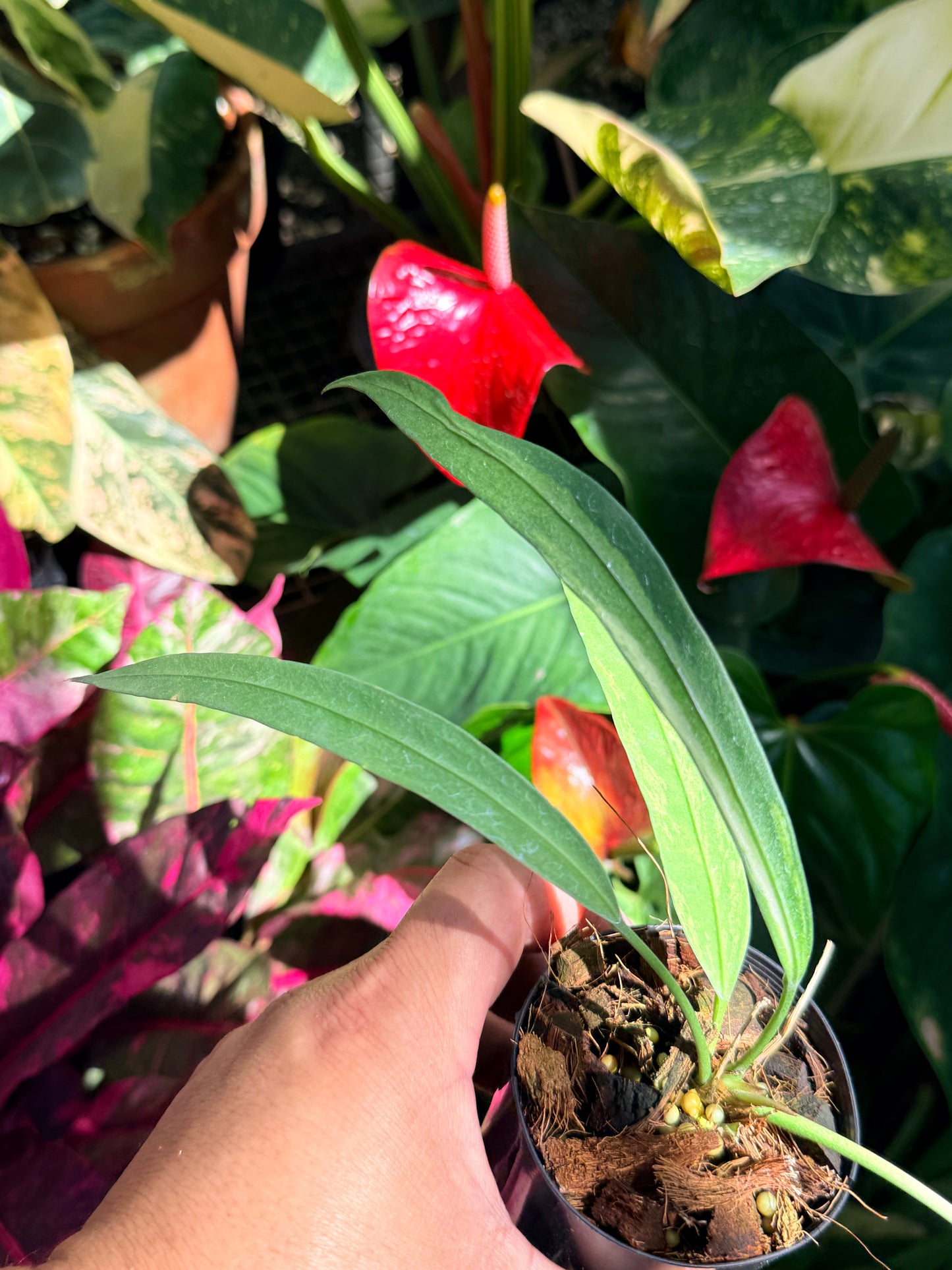 Anthurium 'Vittariifolium Variegata' O1