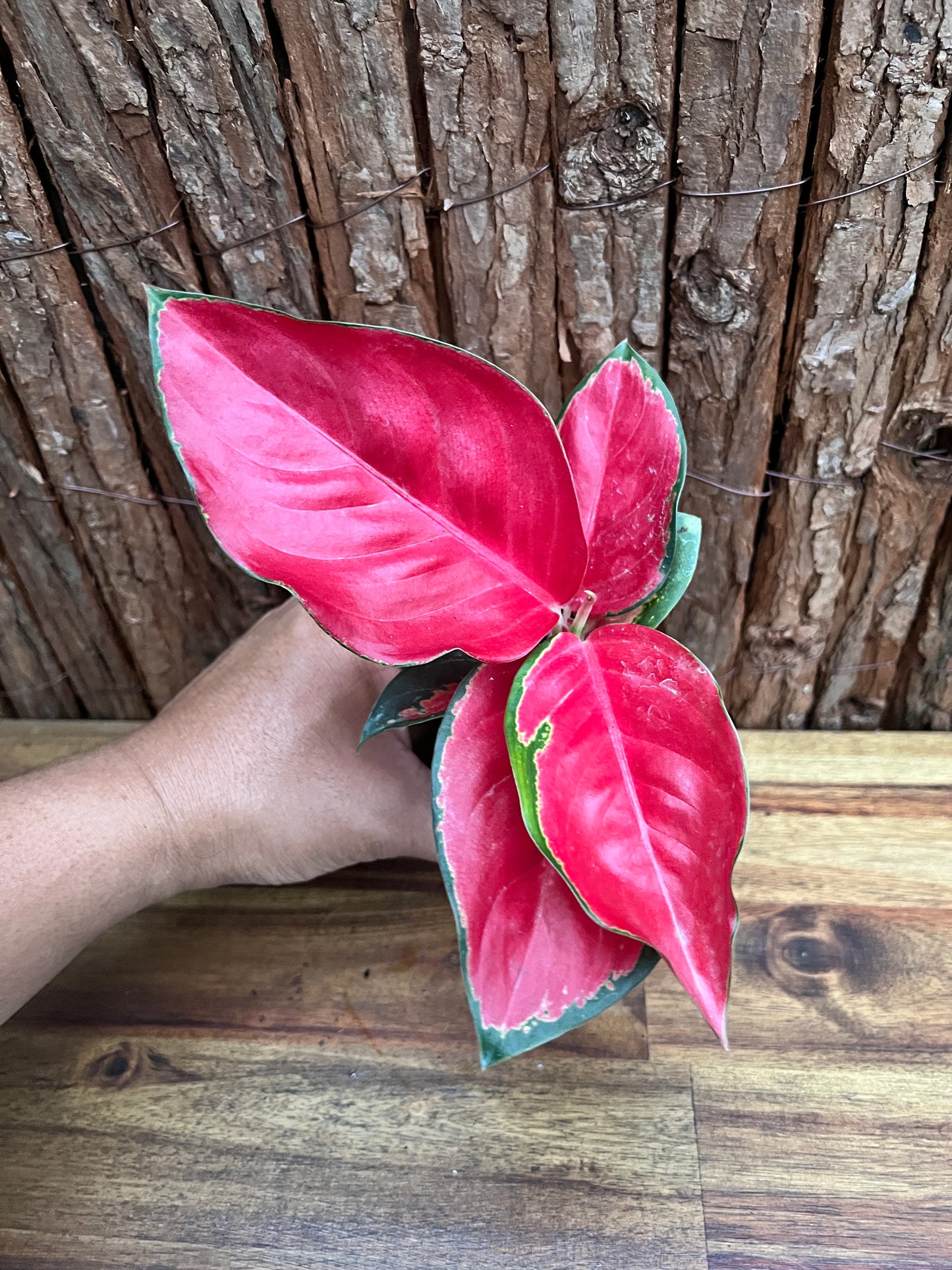 Aglaonema Thailand Red Ayu B240