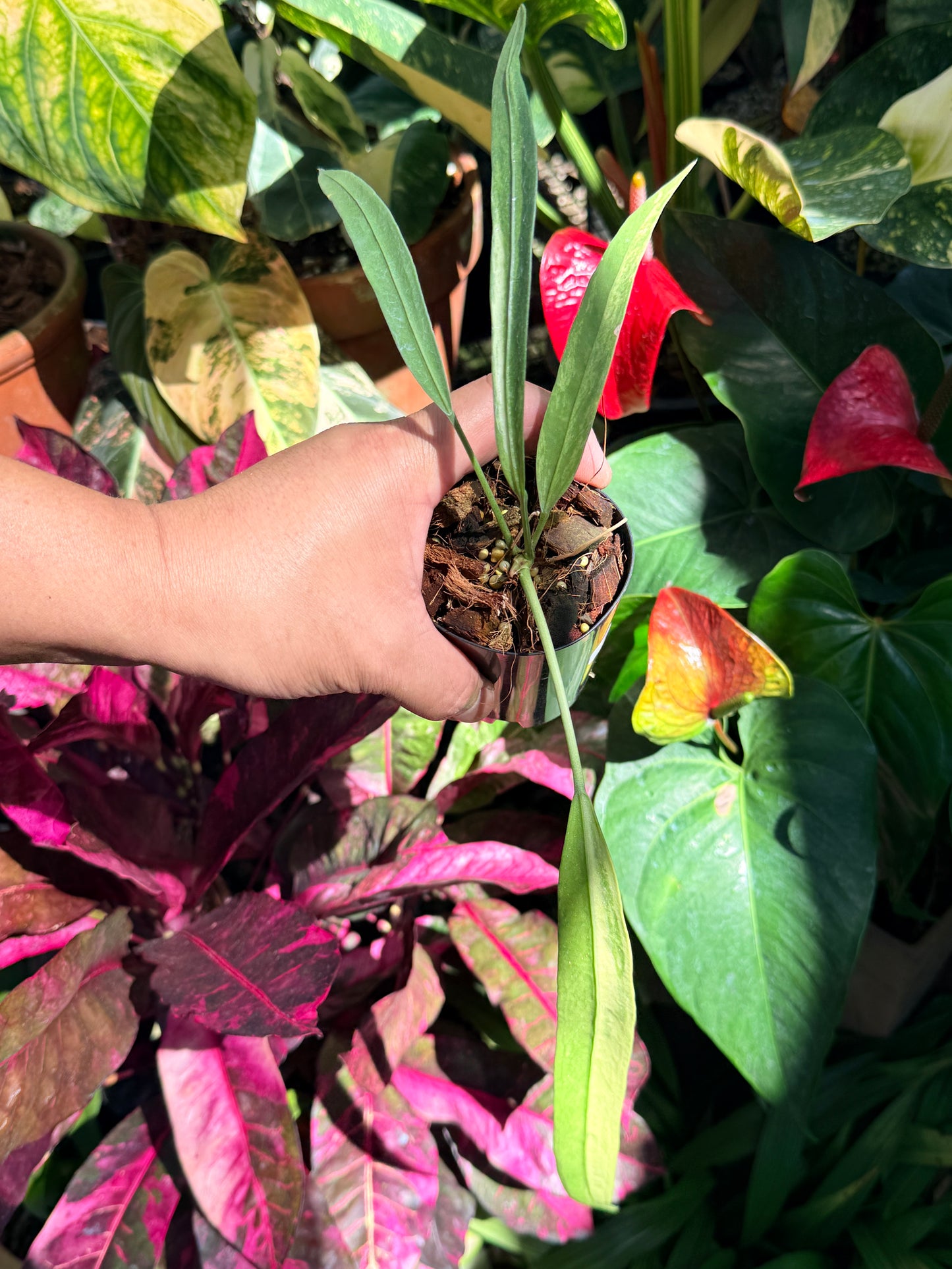 Anthurium 'Vittariifolium Variegata' O1