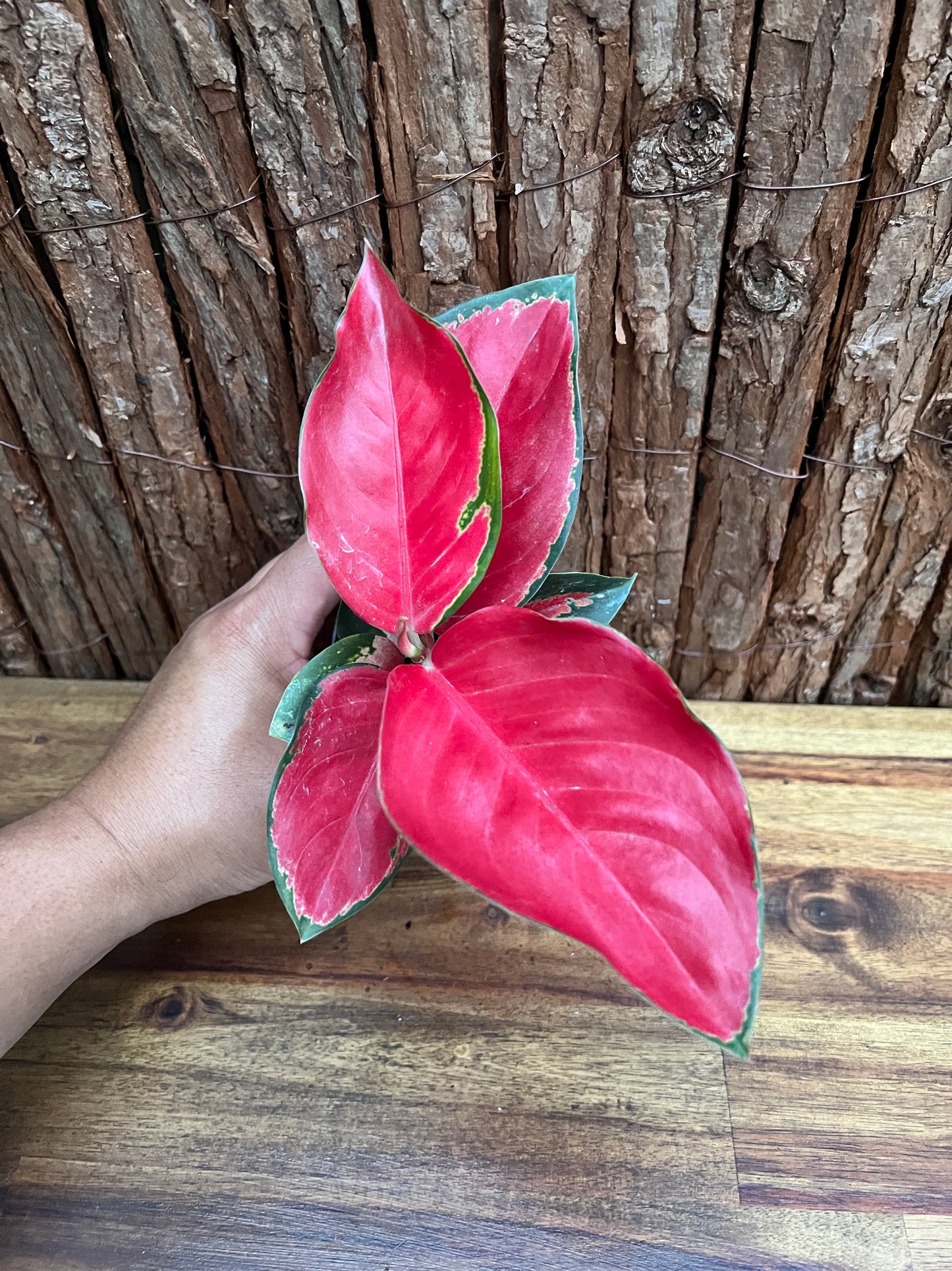 Aglaonema Thailand Red Ayu B240