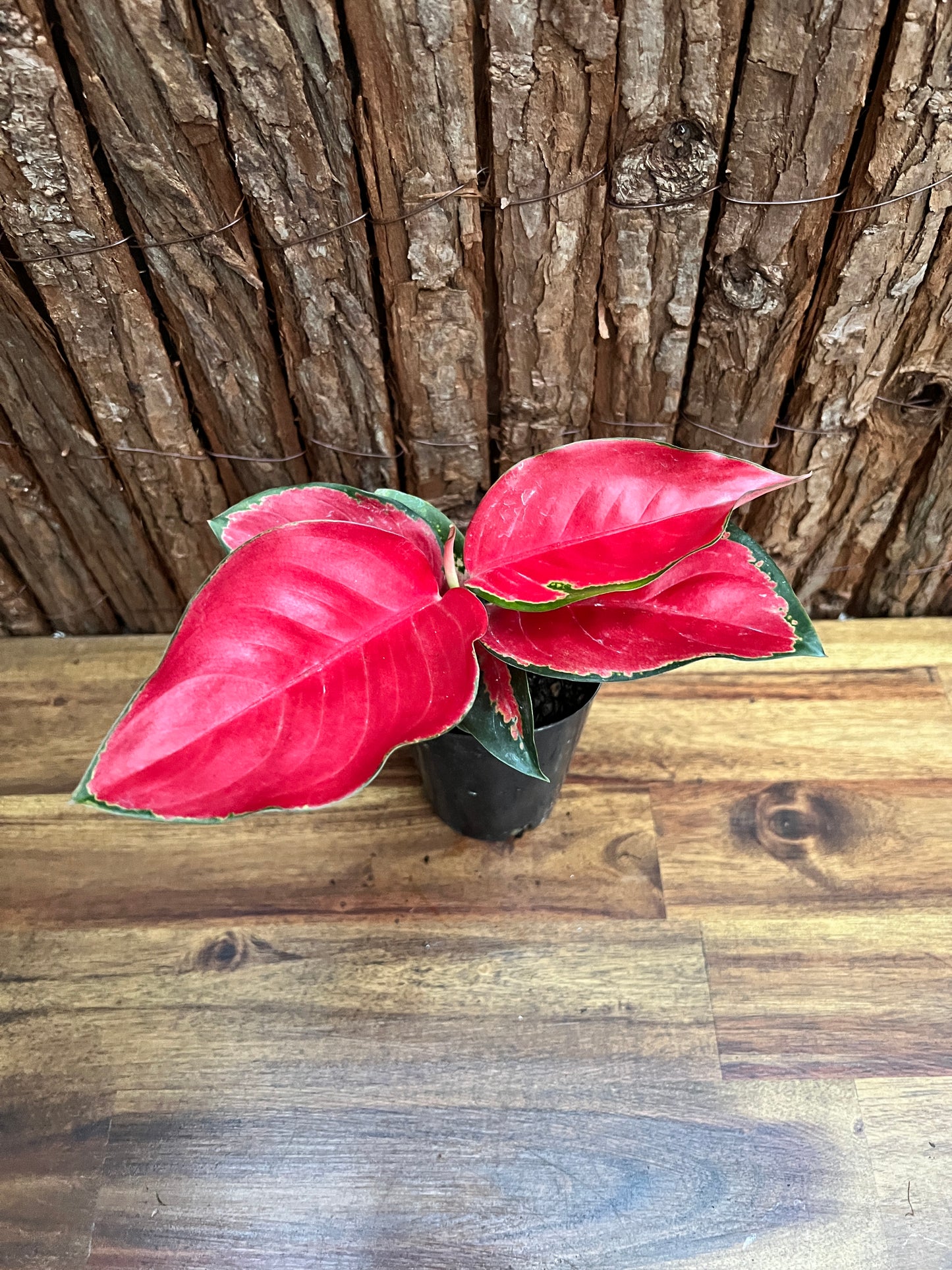 Aglaonema Thailand Red Ayu B240