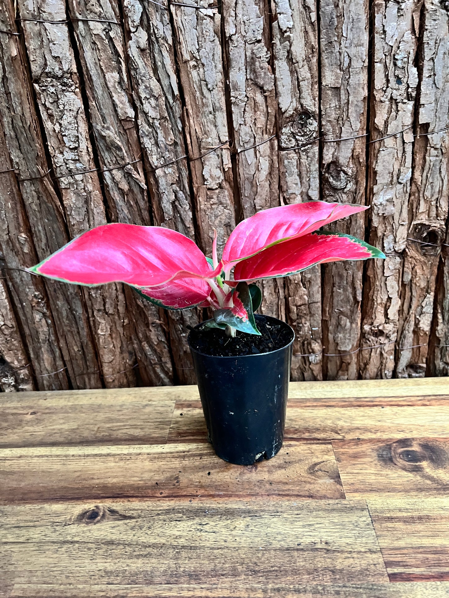 Aglaonema Thailand Red Ayu B240