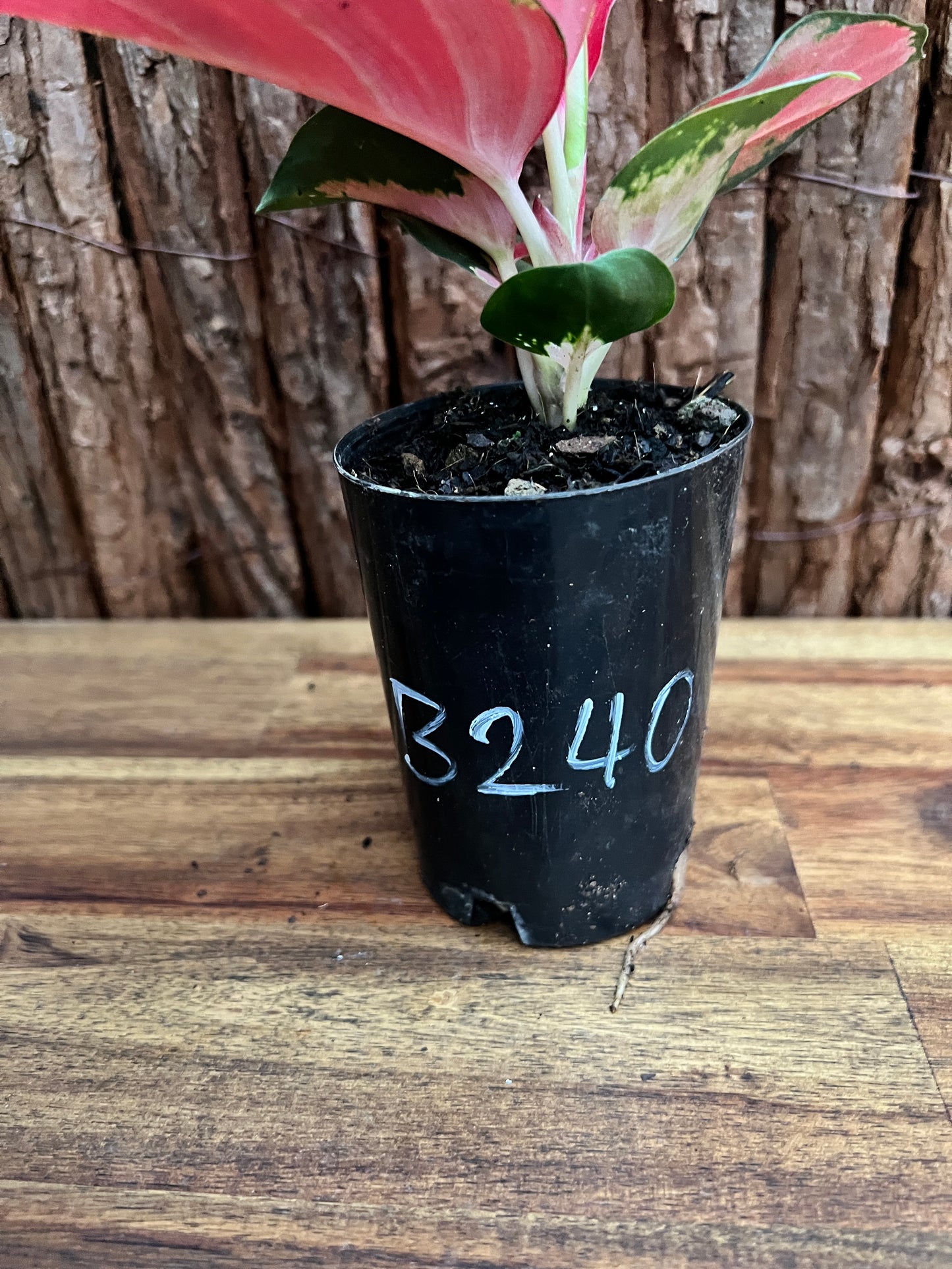 Aglaonema Thailand Red Ayu B240