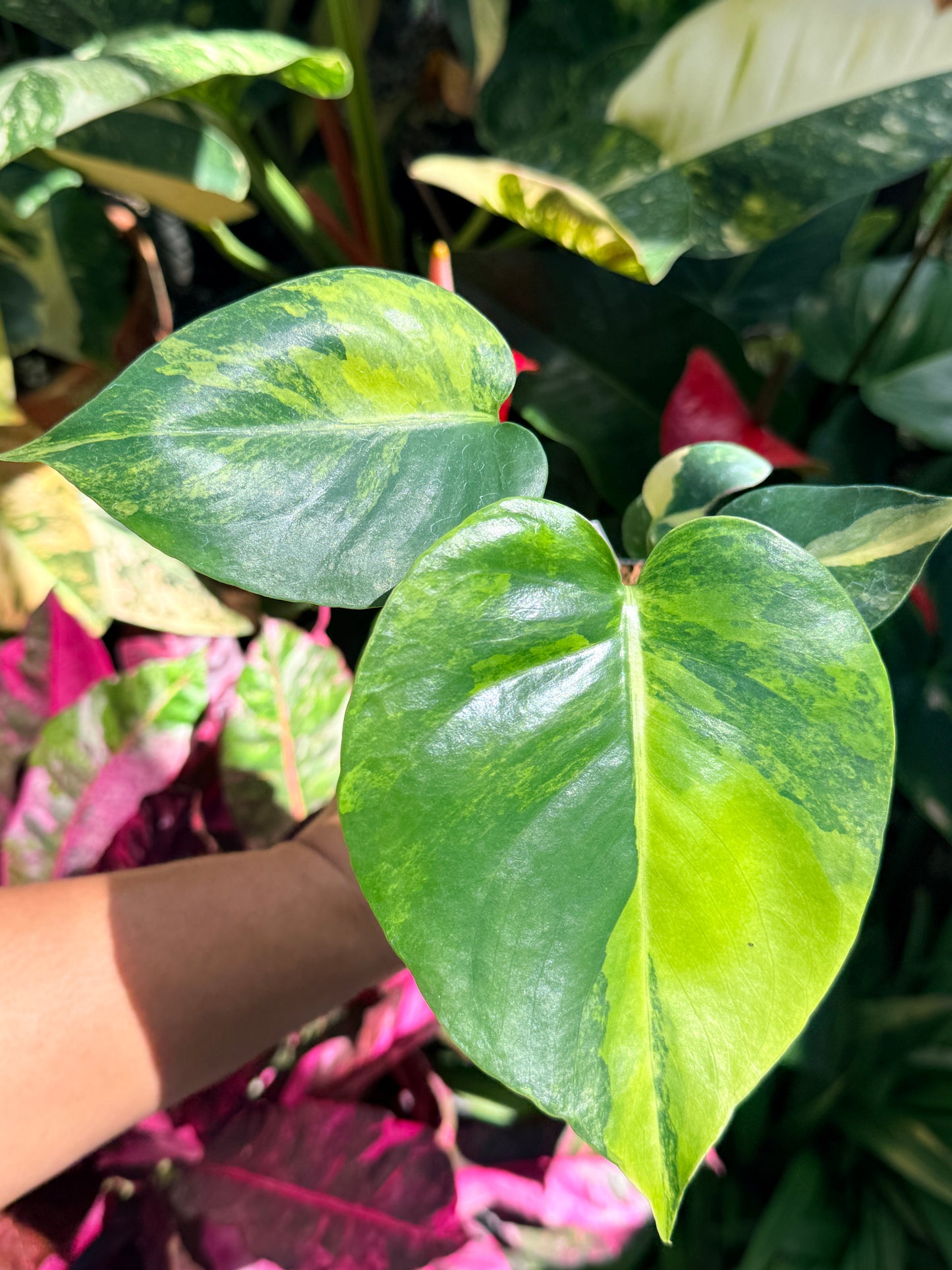 Monstera deliciosa Variegata 'Aurea/Golden' O17