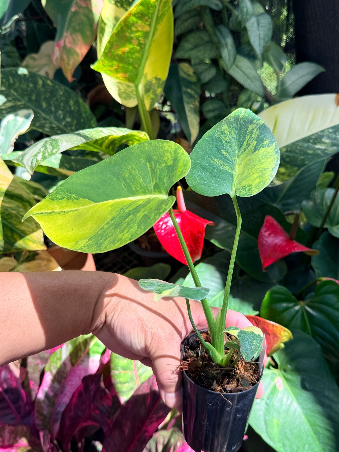 Monstera deliciosa Variegata 'Aurea/Golden' O17