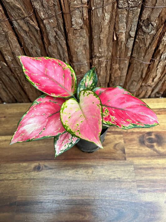 Aglaonema Auspicious Red B242