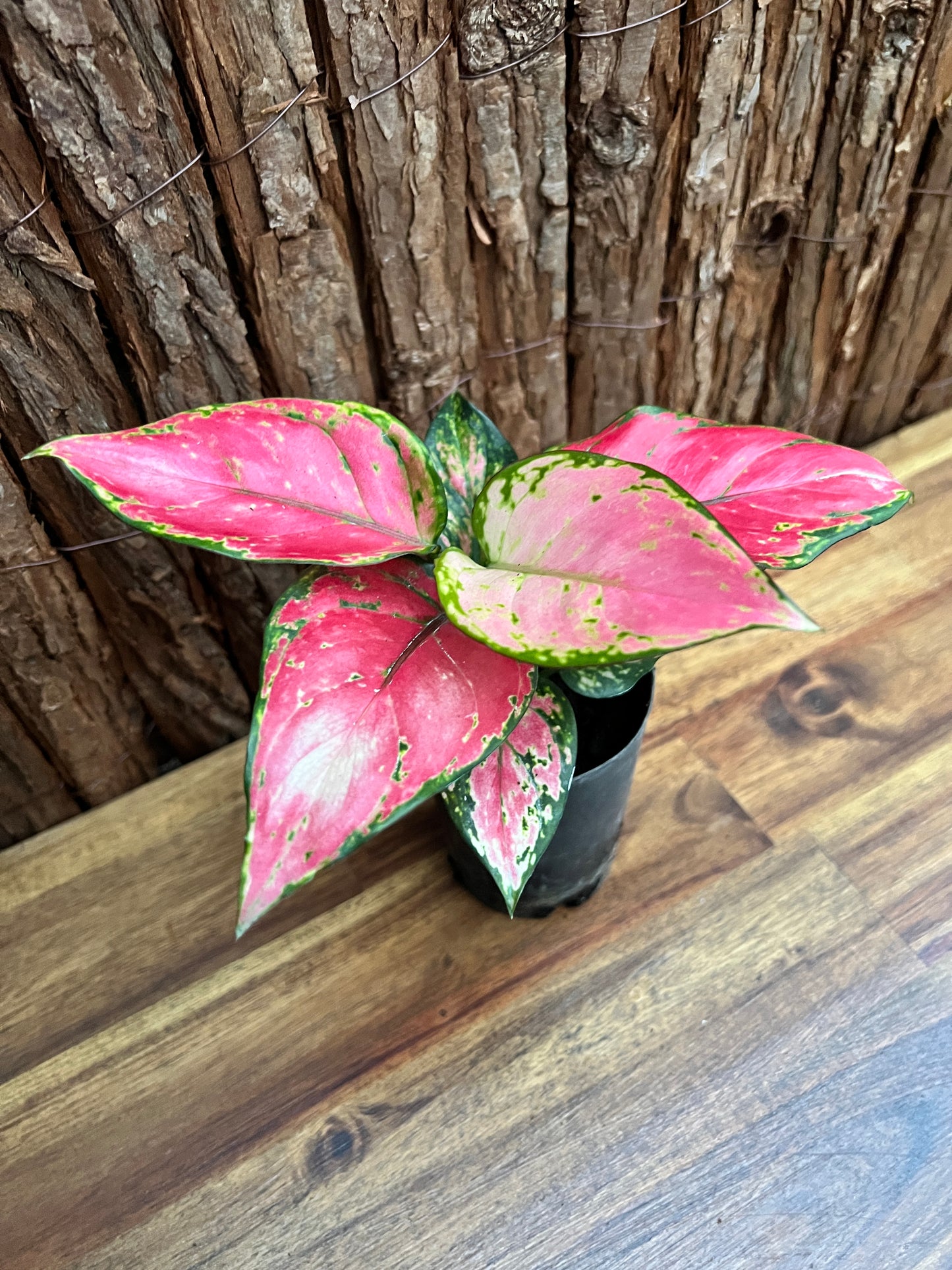 Aglaonema Auspicious Red B242