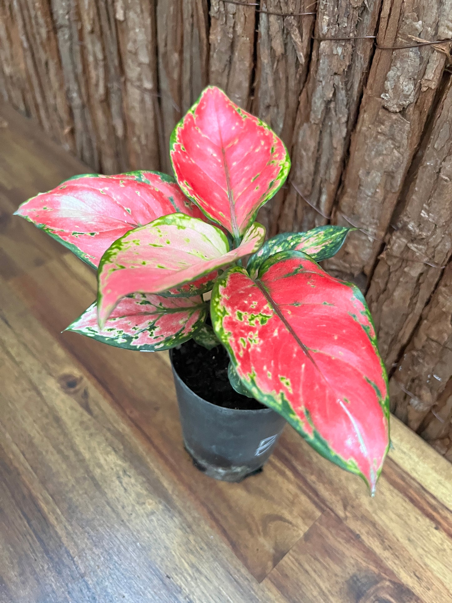 Aglaonema Auspicious Red B242