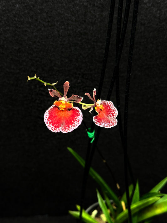 Tolu Red Brown Oak Orchid D48