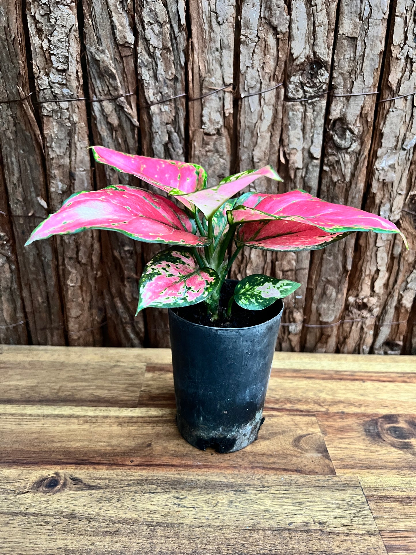 Aglaonema Auspicious Red B242