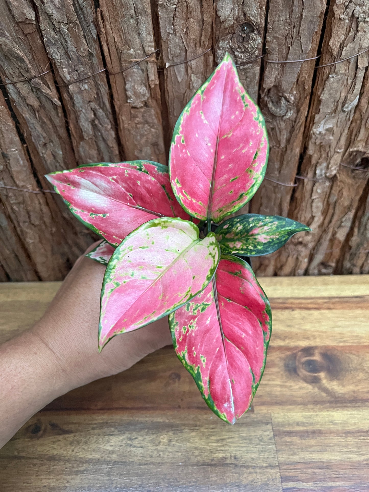 Aglaonema Auspicious Red B242